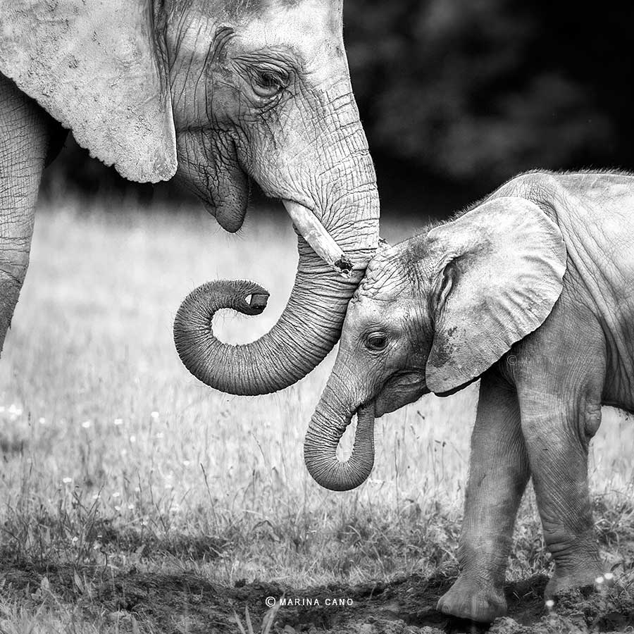 900x900 Elephant Mother And Child Wallpaper