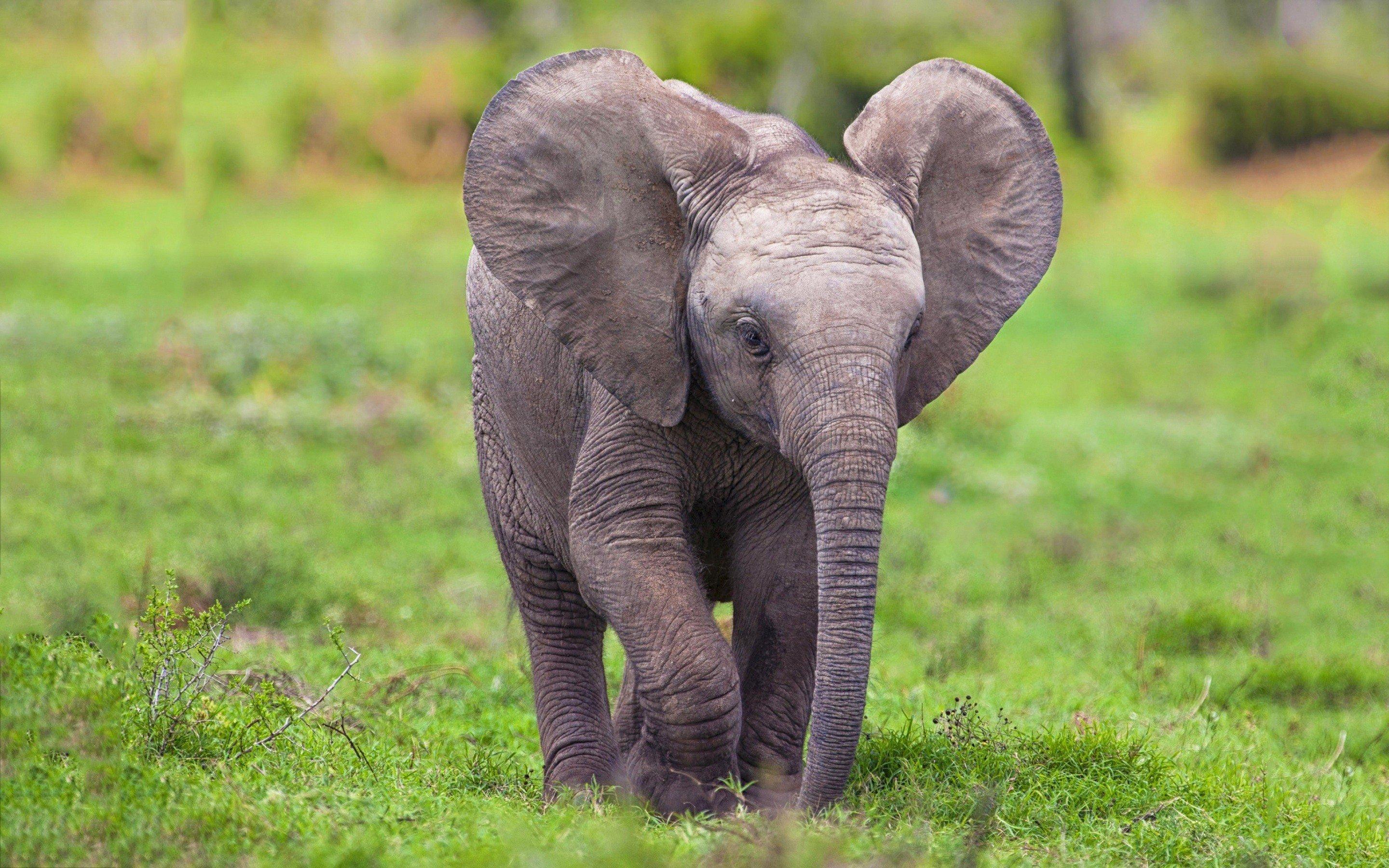 2880x1800 beauty, Cute, Amazing, Animal, Popular, Baby, Elephant Wallpaper HD / Desktop and Mobile Background