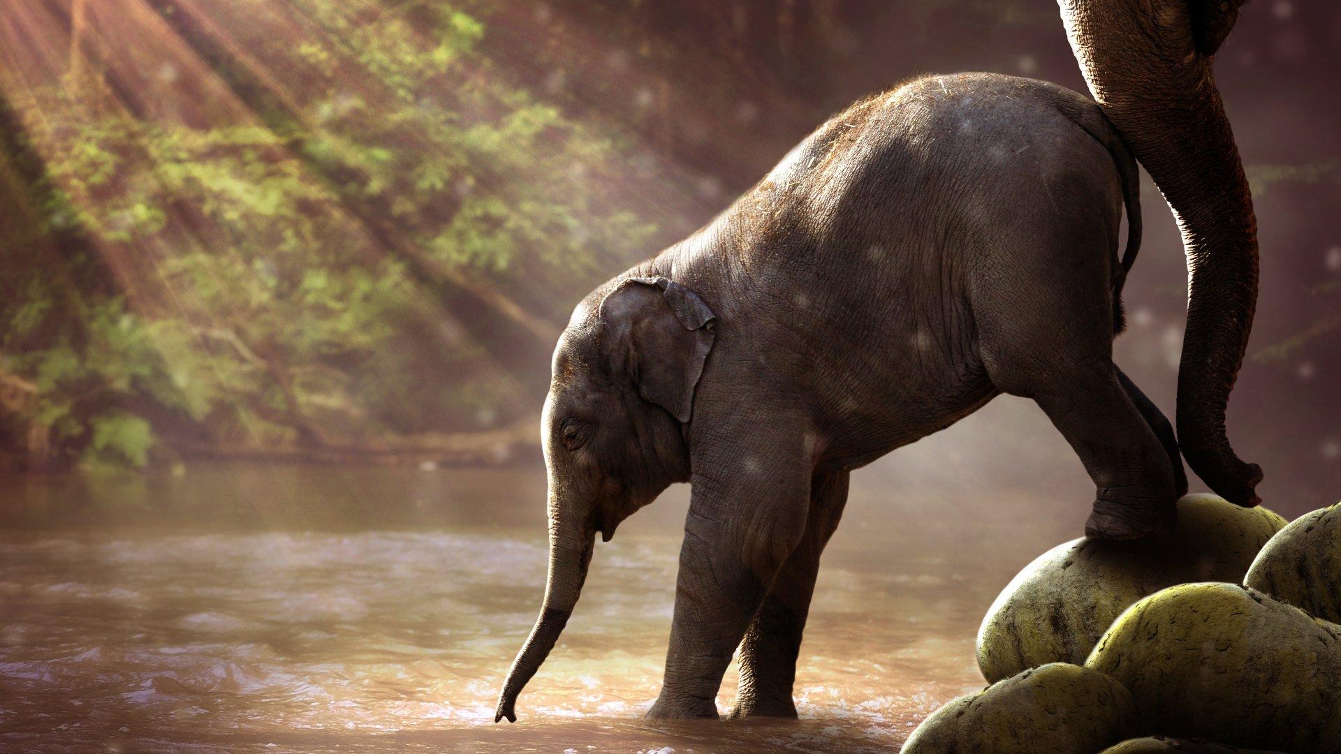 1920x1080 4K Ultra HD Baby Animal Wallpaper and Background Image