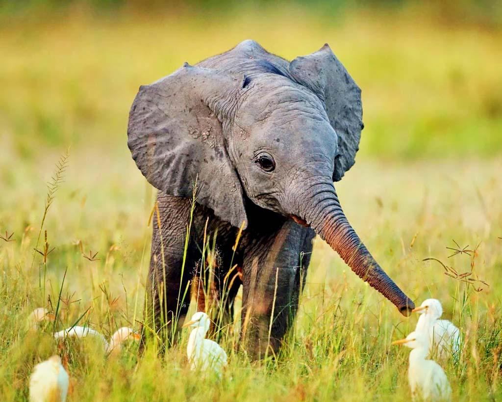 1024x819 Free download Baby elephant [1024x819] for your Desktop, Mobile & Tablet. Explore Baby Elephant Wallpaper. African Elephant Wallpaper, Baby Elephant Desktop Wallpaper, Cute Elephant Wallpaper