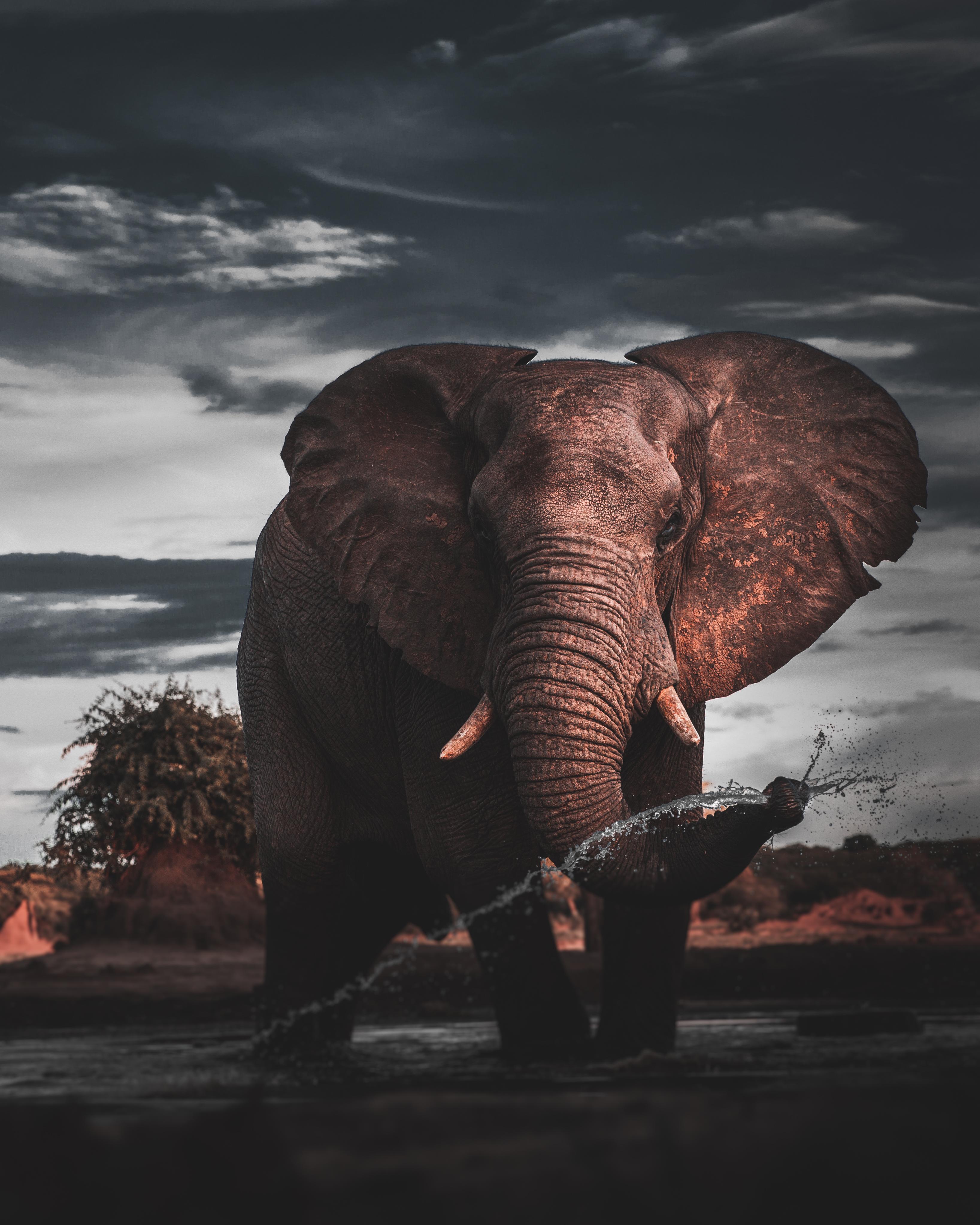 Baby Elephant Dark Wallpapers - Top Free Baby Elephant Dark Backgrounds