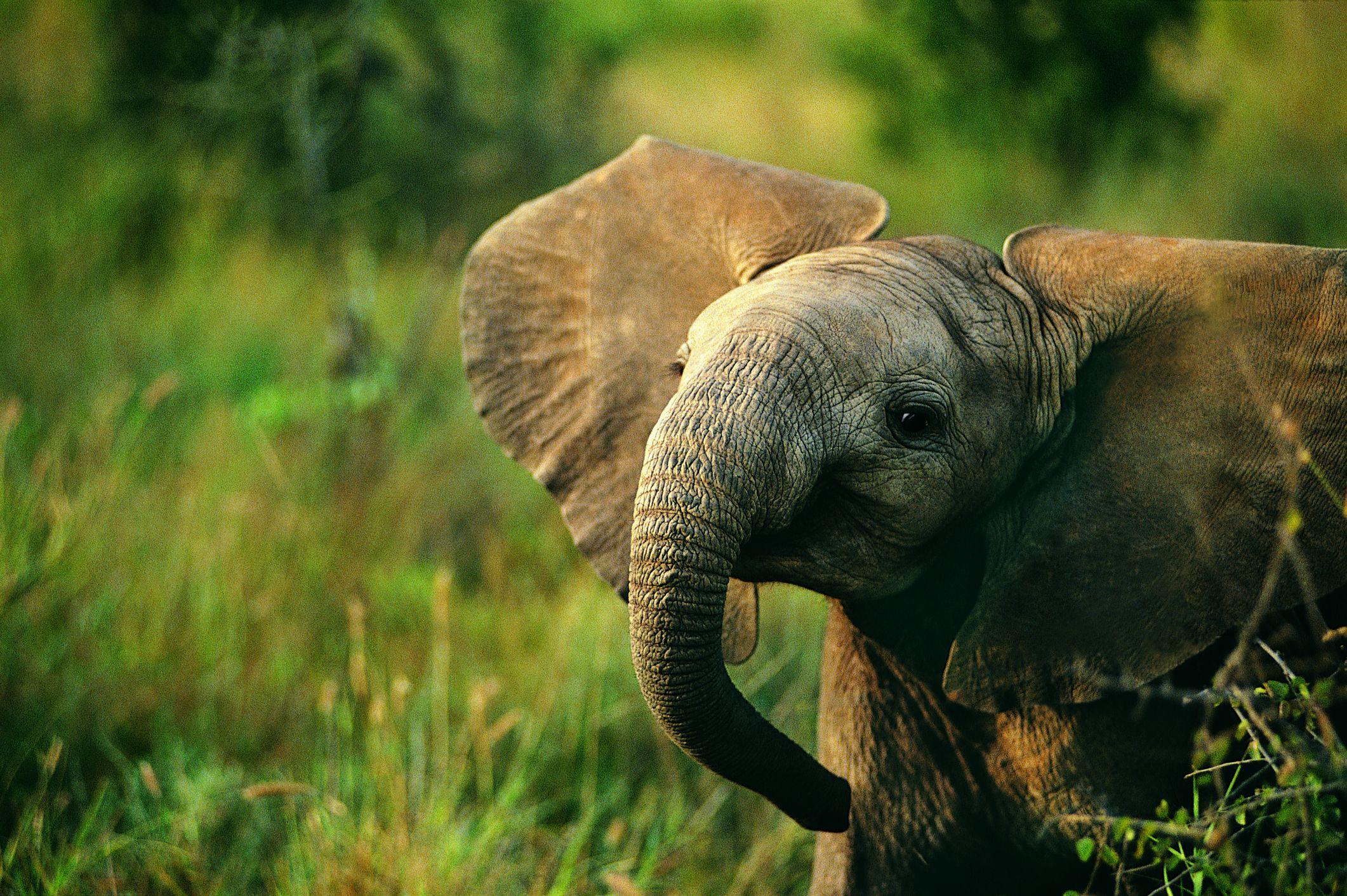 2122x1412 Elephant Fun Facts Elephant Day