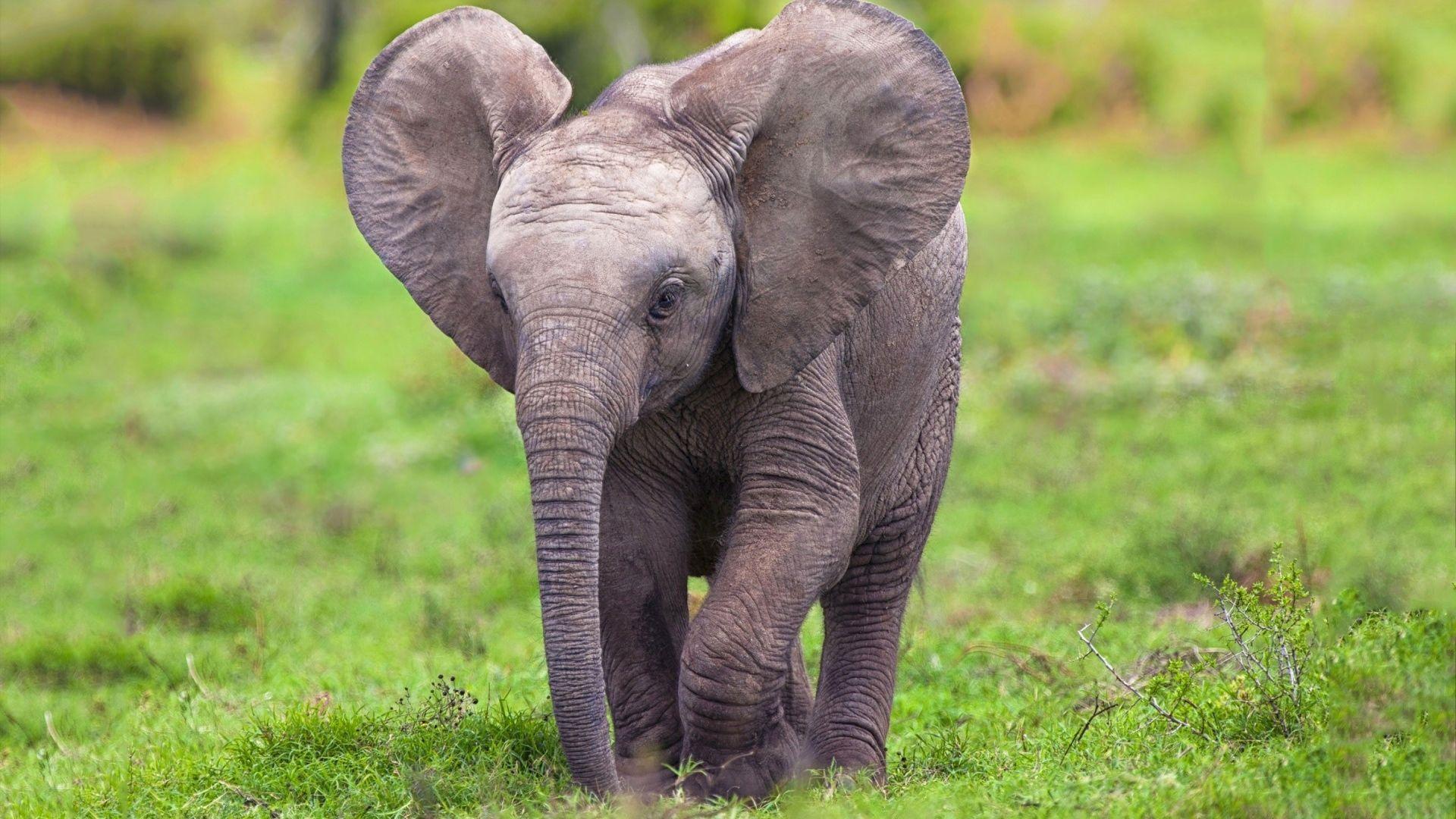 1920x1080 Cute Elephant Wallpaper