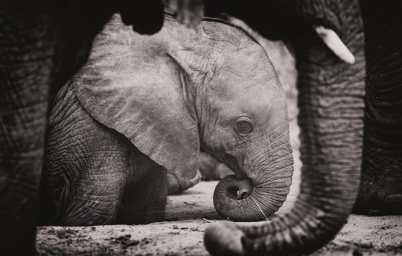 1332x850 Wallpaper elephant, elephants, trunk, elephant, black and white photo image for desktop, section животные