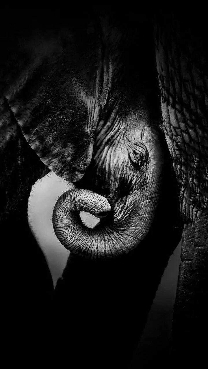720x1280 iPhone wallpaper + photography. Elephant black and white, iPhone wallpaper photography, Black and white