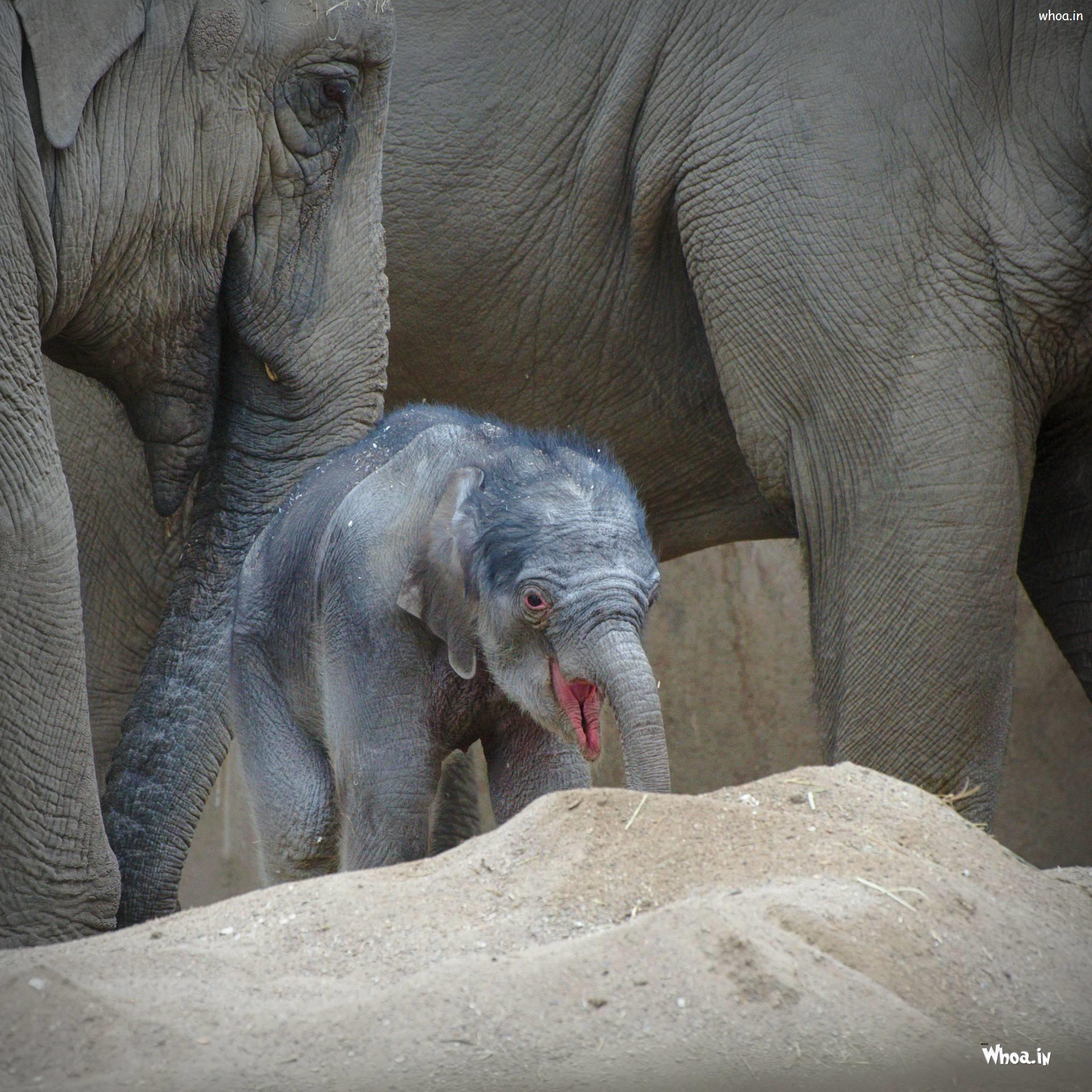 2048x2048 Elephant And Baby Elephant Wallpaper