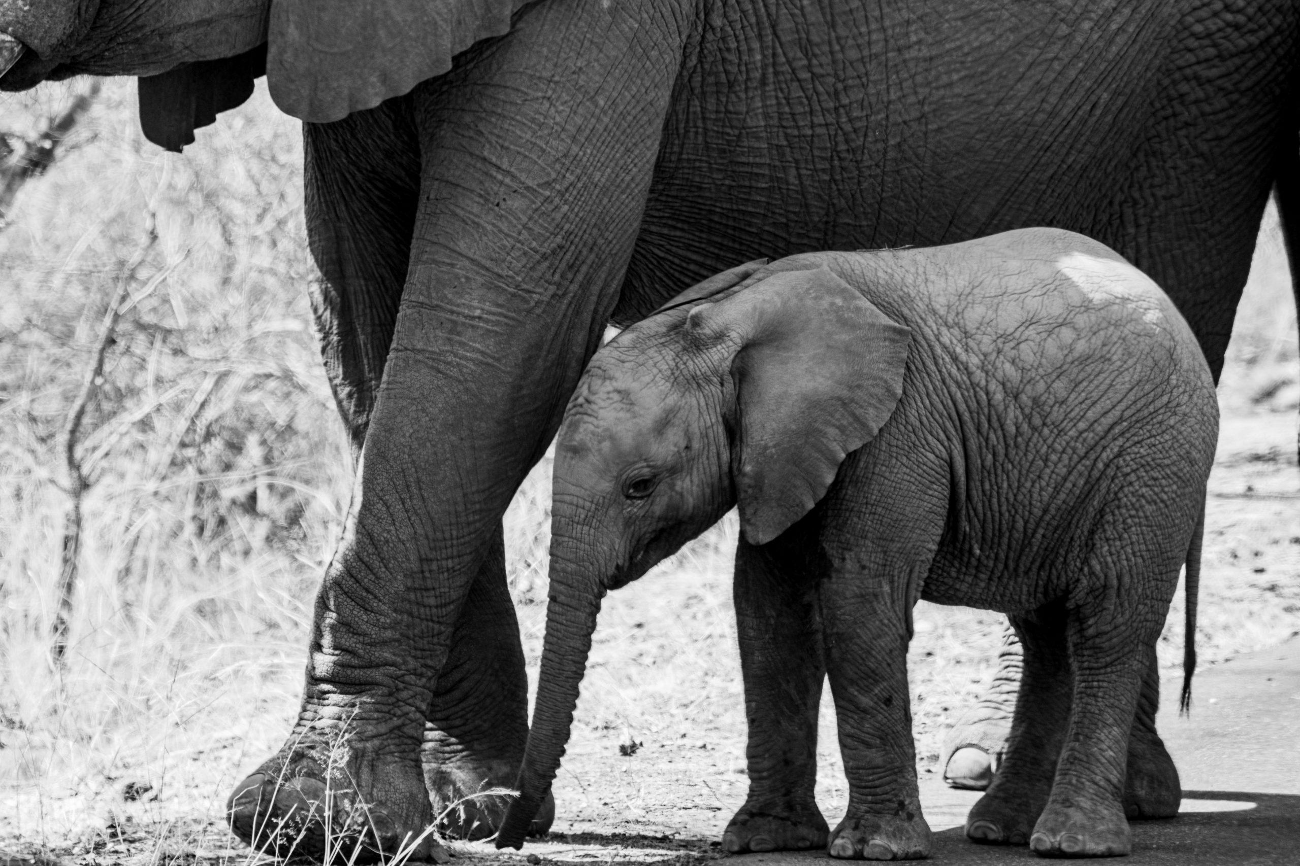2560x1707 Baby Elephant with mother elephant Image by royz_monocle on