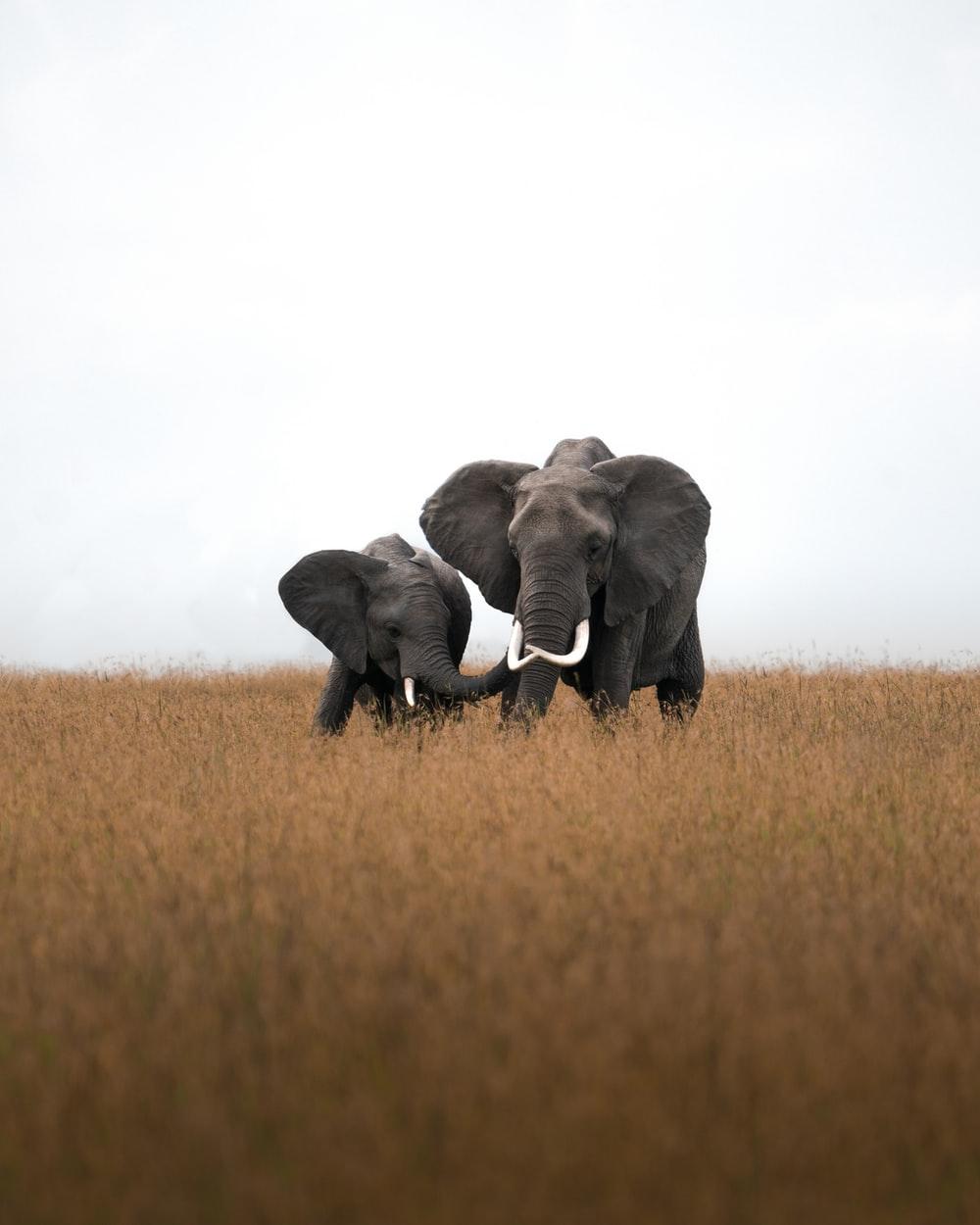 1000x1250 Elephants best free elephant, animal, mammal and wildlife photo