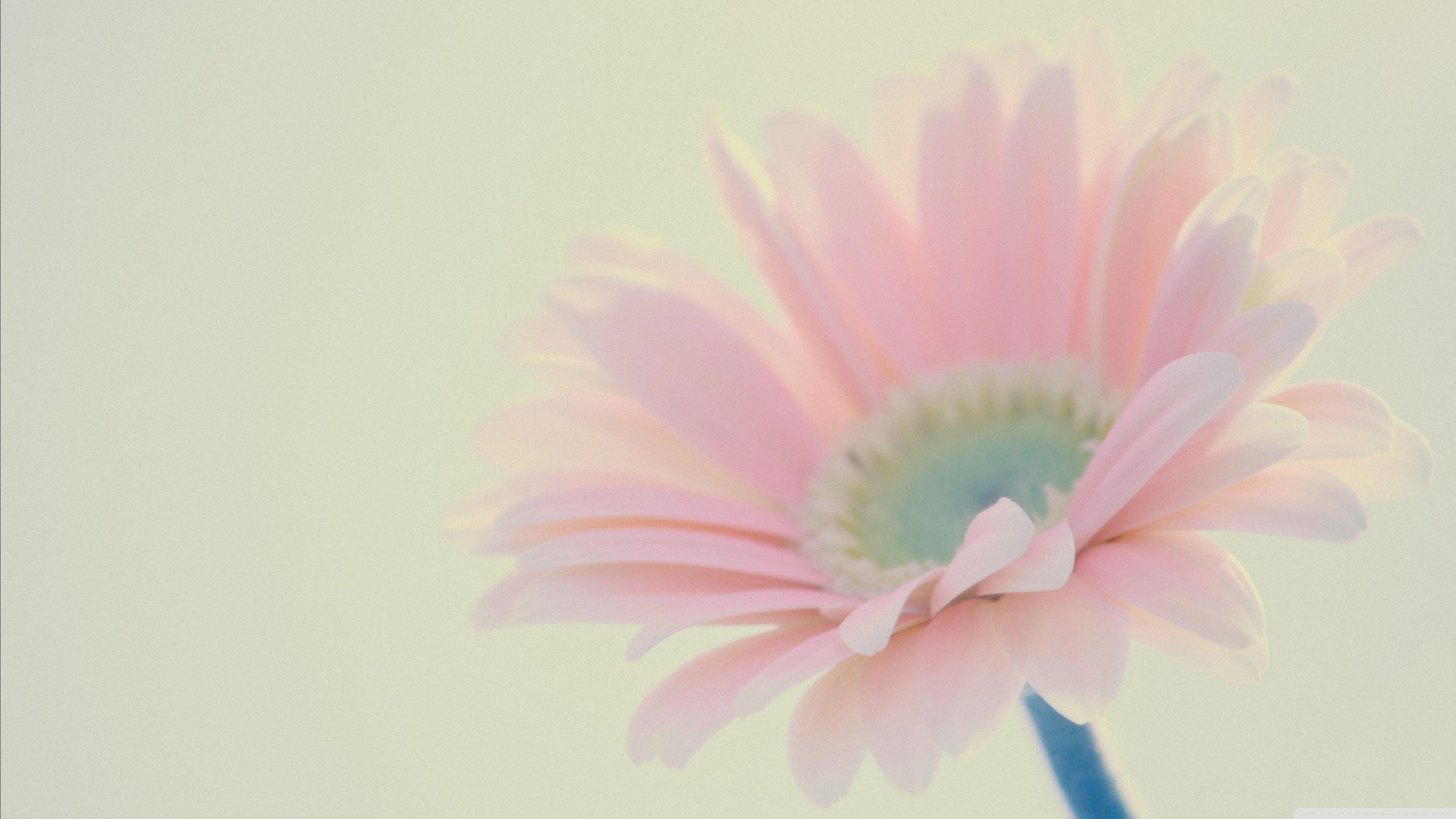3554x1999 Its A Girl Ultra HD Desktop Background Wallpaper for 4K UHD TV : Widescreen & UltraWide Desktop & Laptop : Tablet