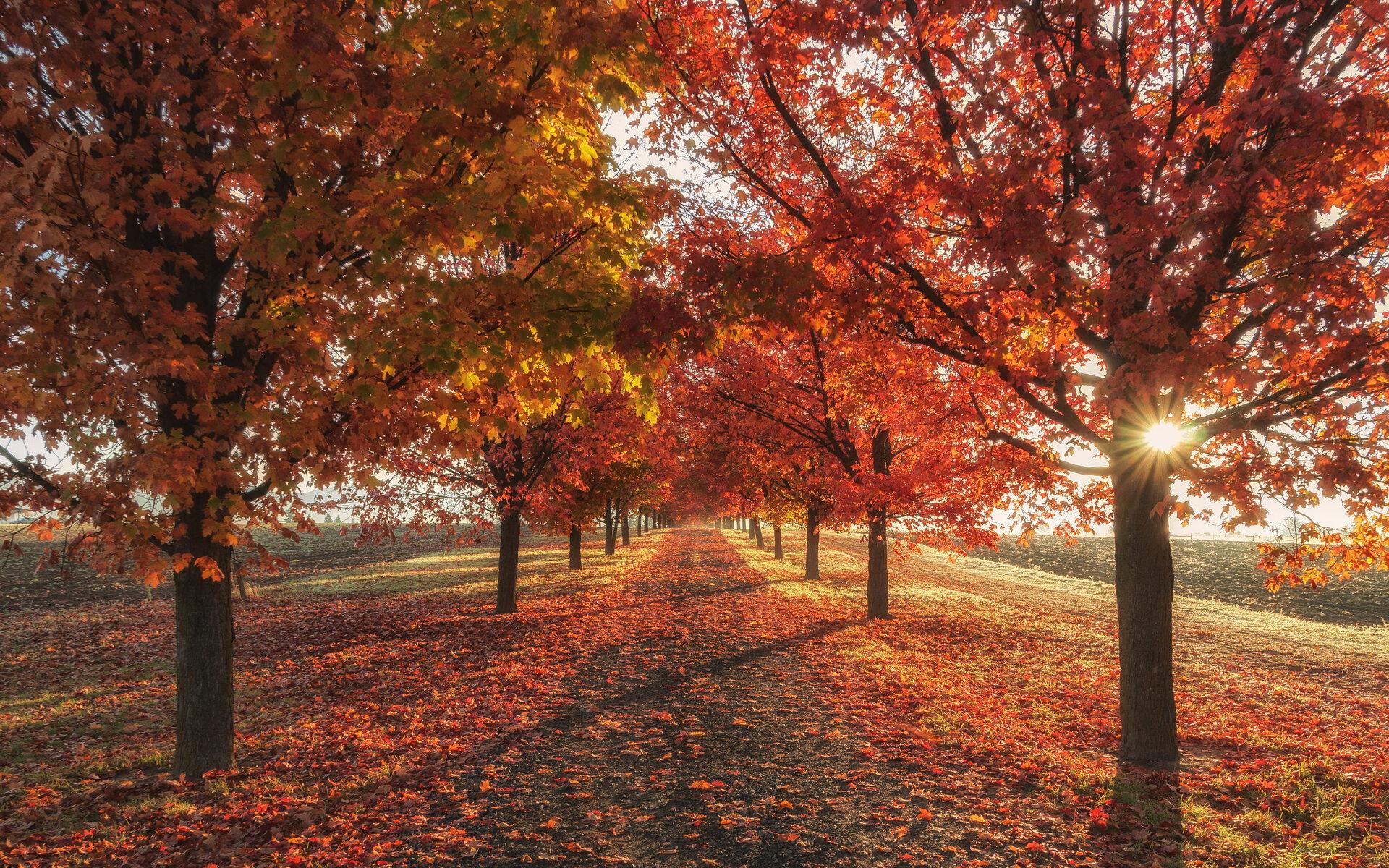 1920x1200 Autumn Fall Season Trees 4k 1080P Resolution HD 4k Wallpaper, Image, Background, Photo and Picture