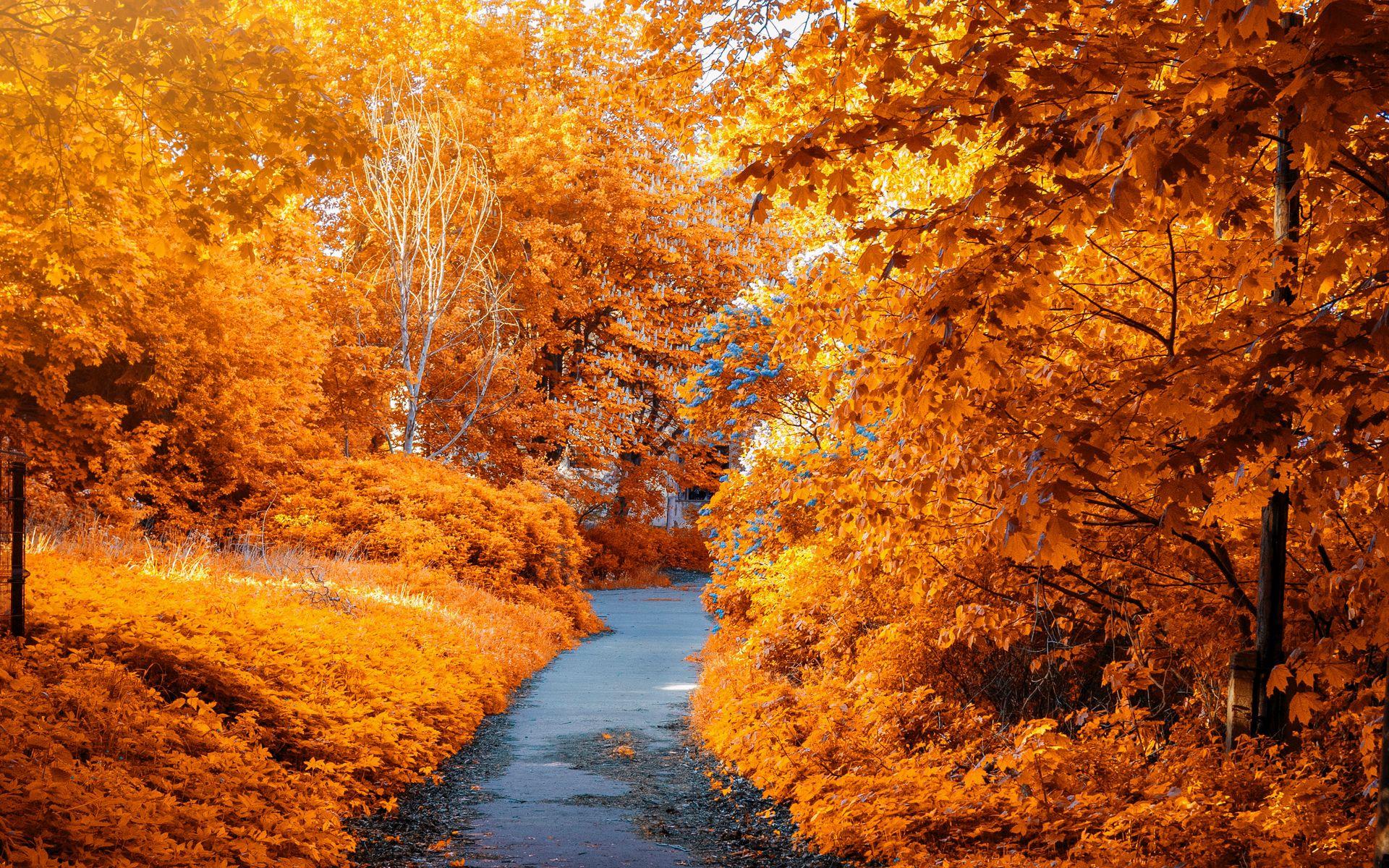 1920x1200 Download wallpaper 1920x1200 autumn, path, park, foliage widescreen 16:10 HD background