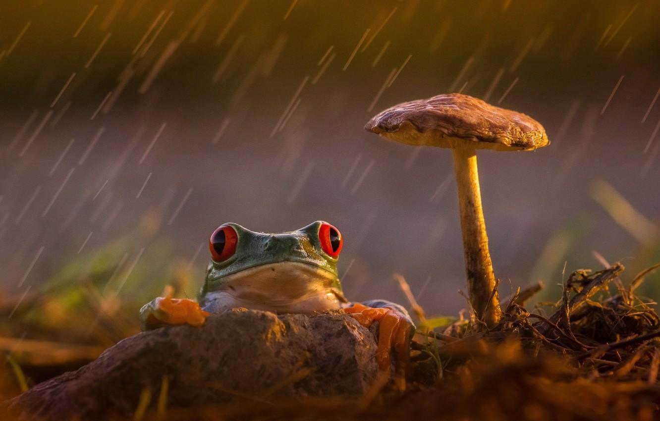 How to Draw a Mushroom Frog Easy Beginner Guide