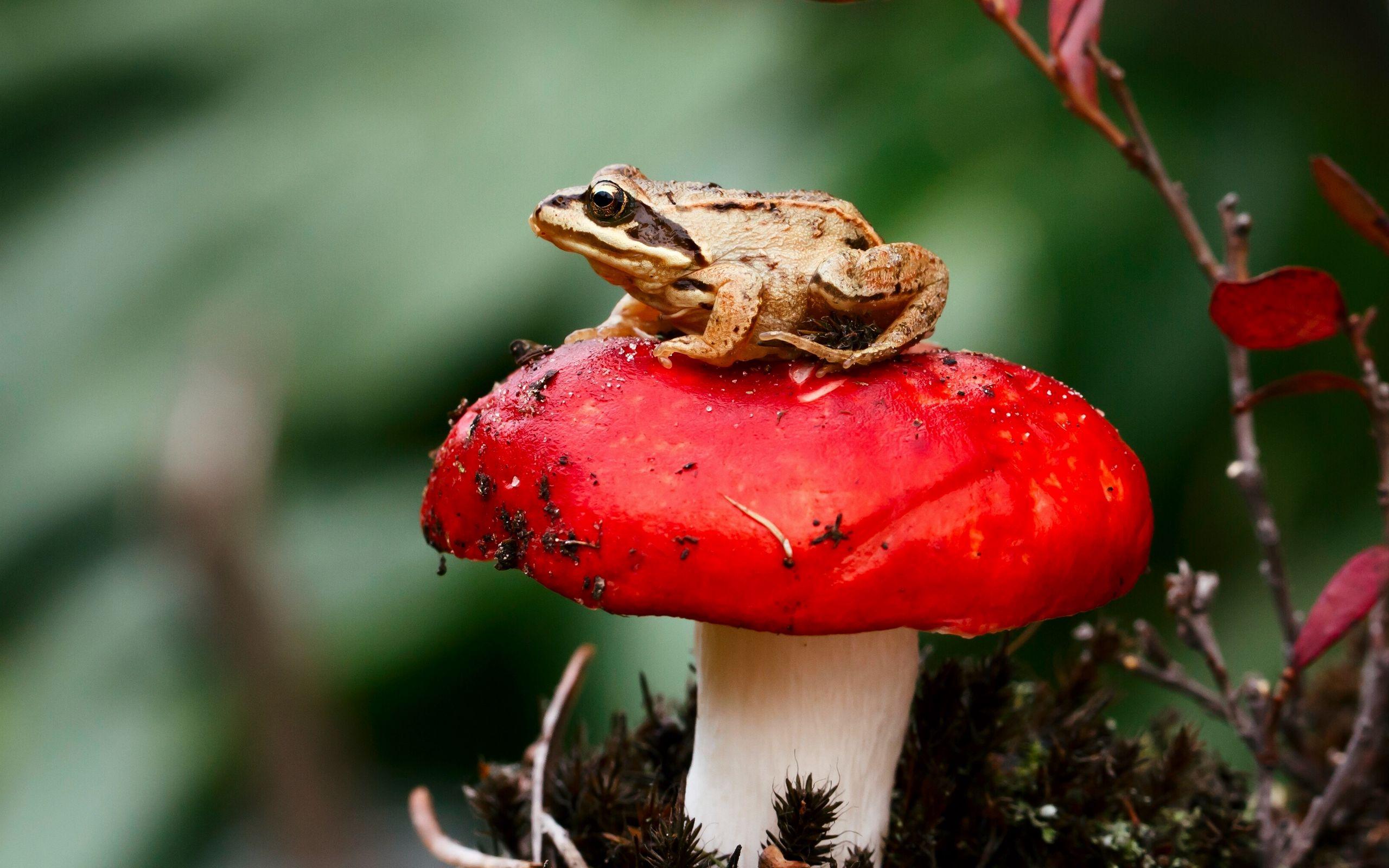 2560x1600 Download Wallpaper 2560x1600 Frog, Mushroom, Toadstool, Sit, Close Up Widescreen 16:10 HD Background