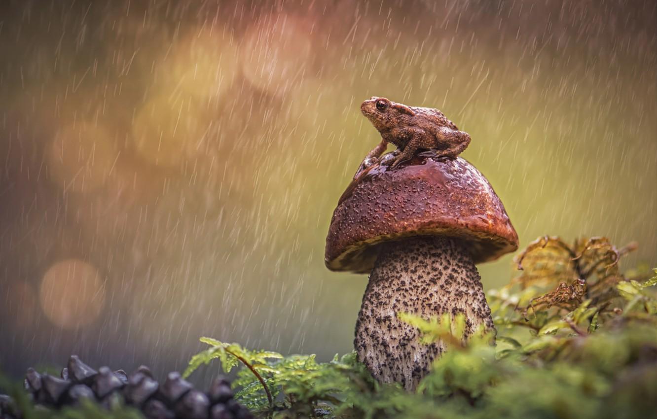 1332x850 Wallpaper rain, mushroom, frog, Borovik image for desktop, section животные