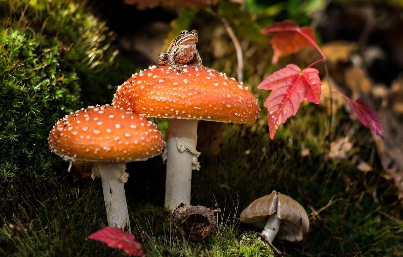 1332x850 Wallpaper mushrooms, moss, frog, mushroom image for desktop, section природа