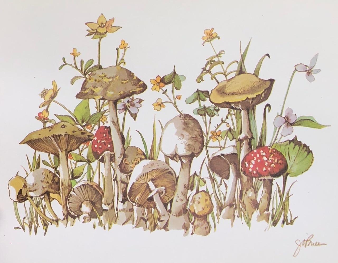 Frog Mushroom Aesthetic Wallpaper