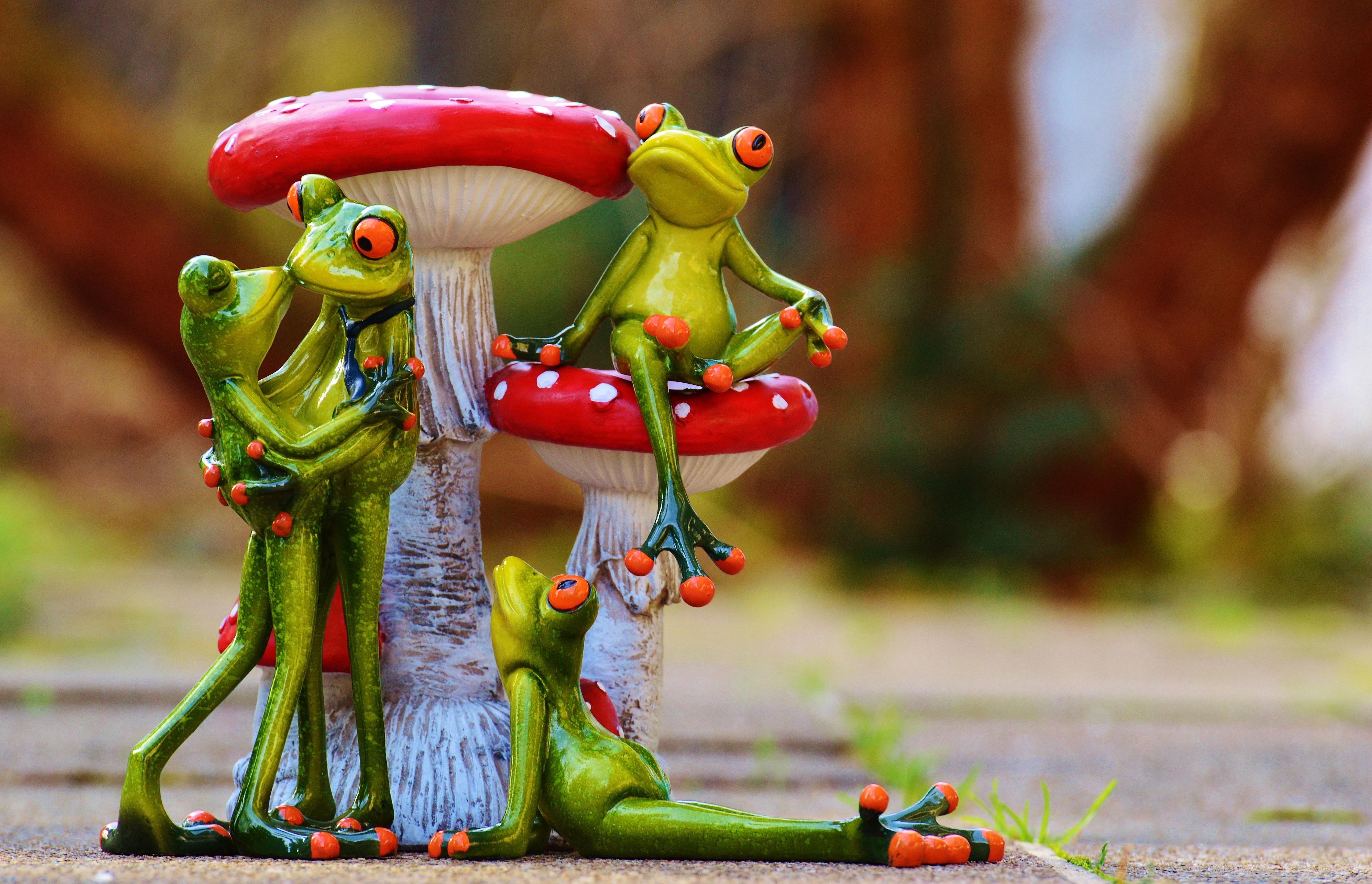 5987x3861 Happy frog near the mushrooms free image download