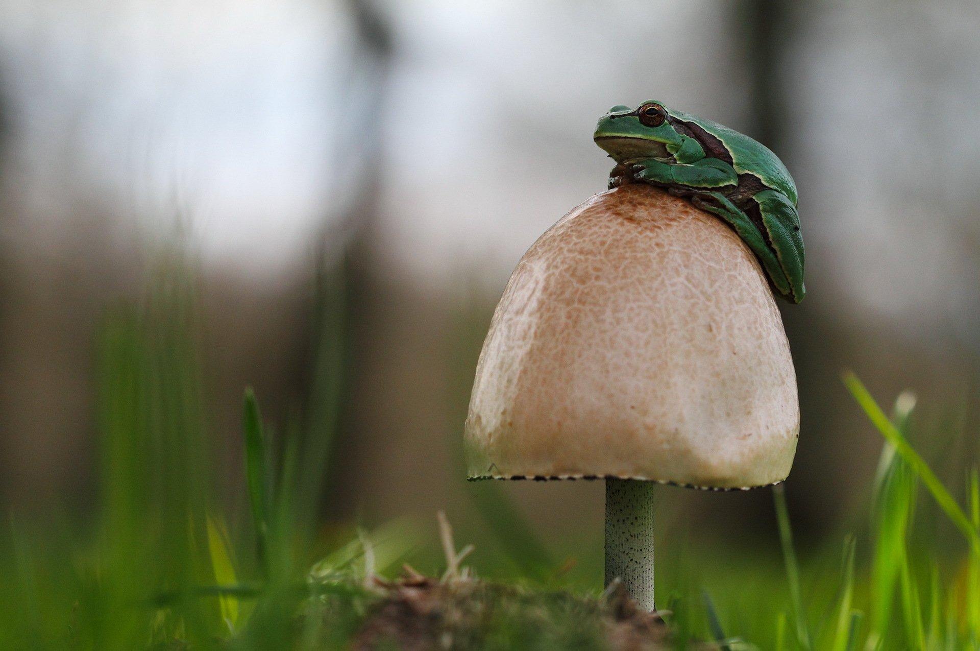 1920x1275 Frog HD Wallpaper