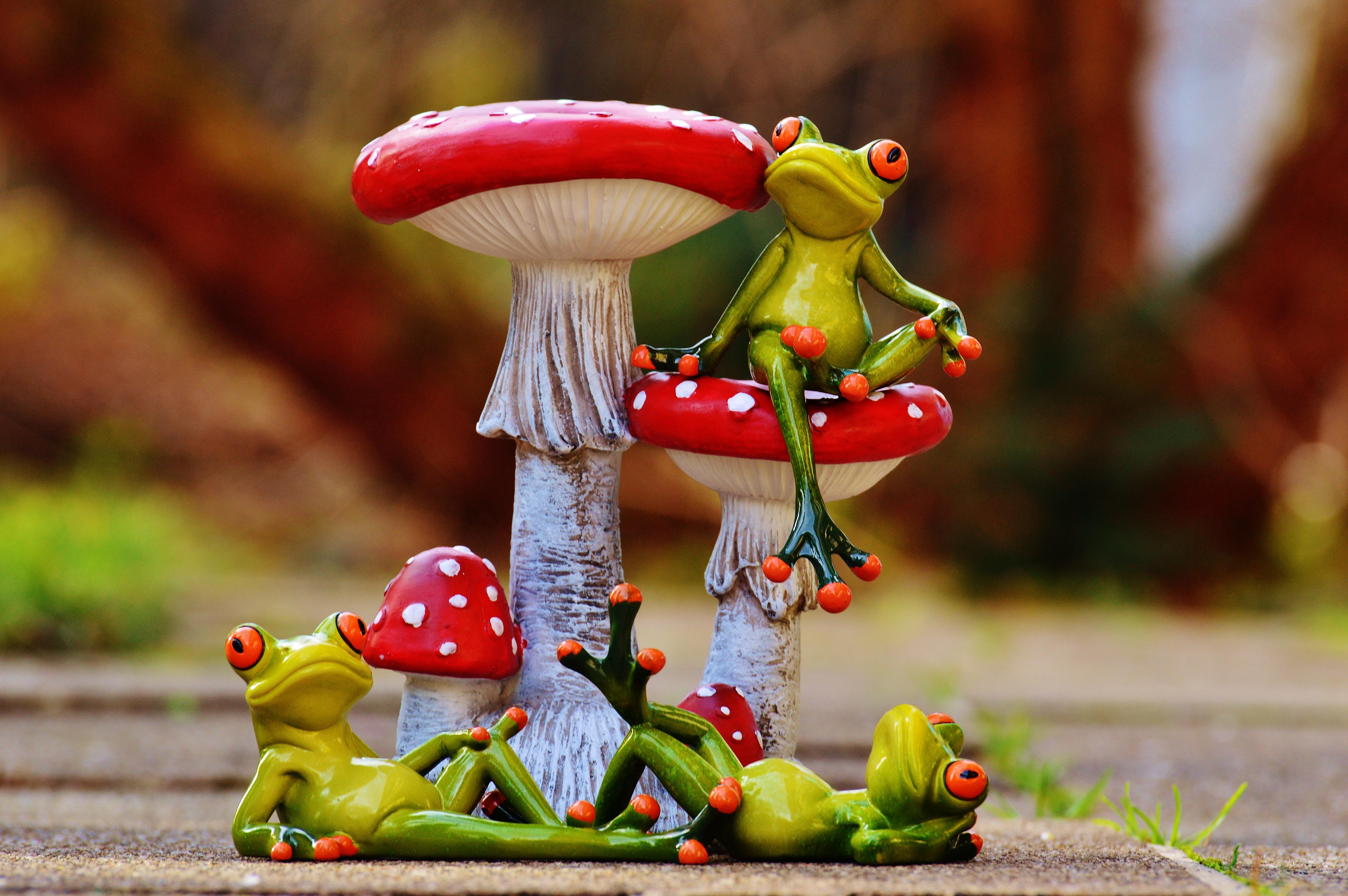 6016x4000 Frog resting near a mushroom free image download