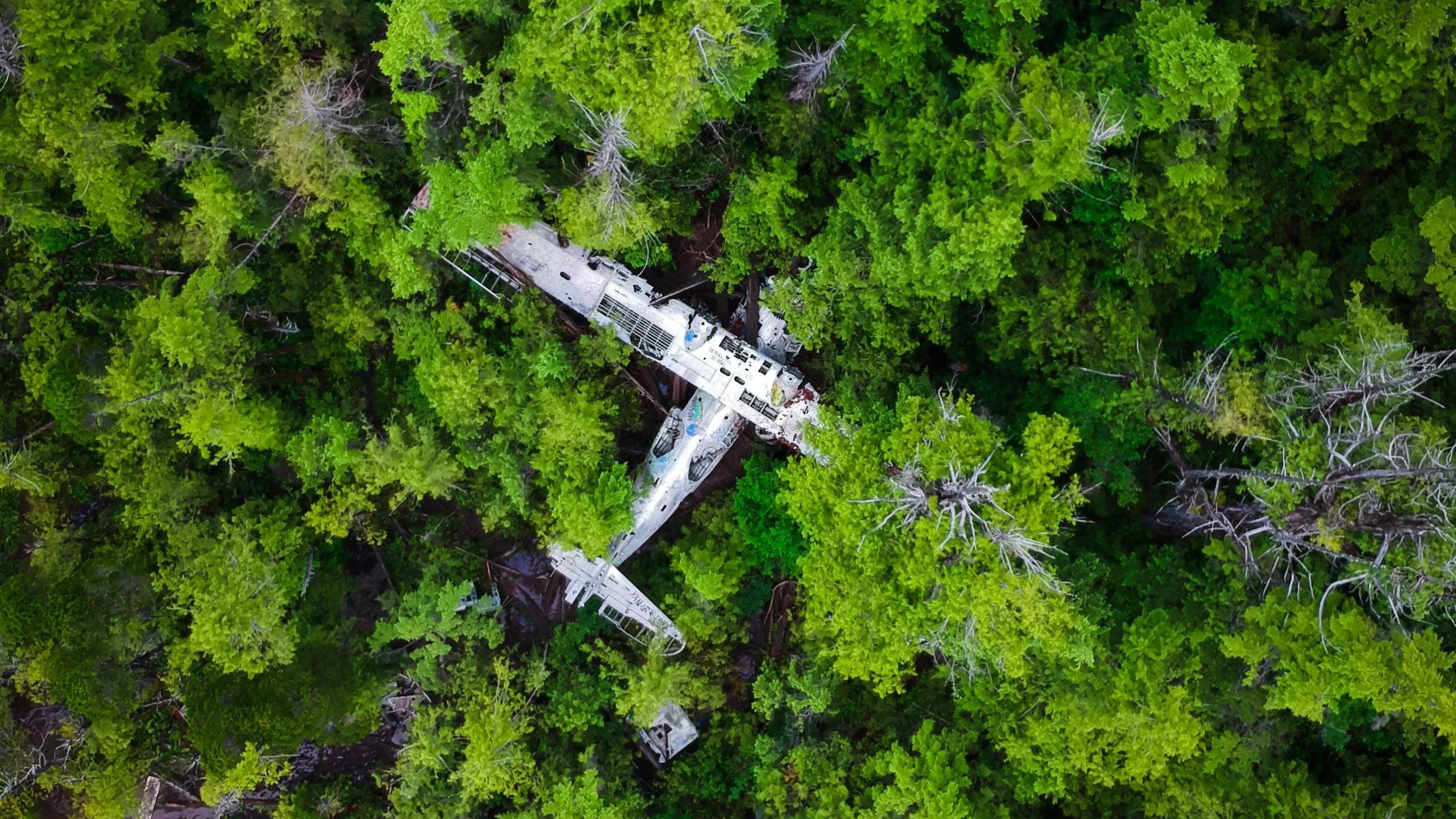2560x1440 Forest, Green Trees, Wreck, Aircraft, Wallpaper Plane In The Forest