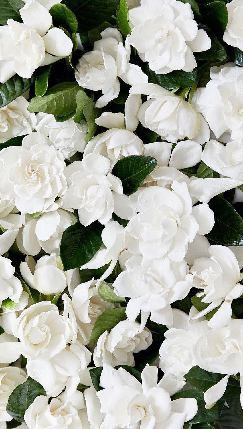 849x1500 Gardenia Flower Wallpaper