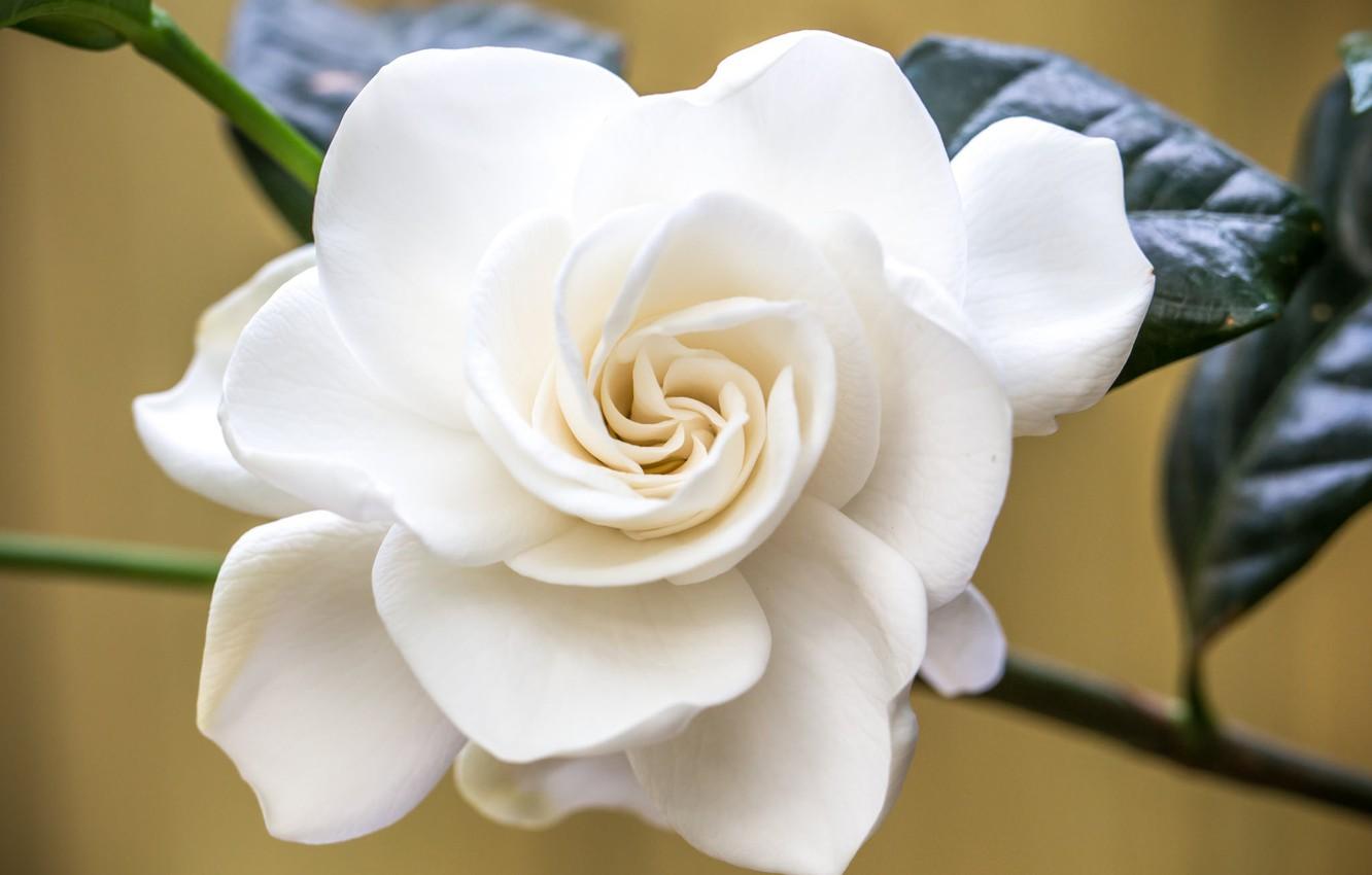 1332x850 Wallpaper white, macro, Gardenia image for desktop, section цветы