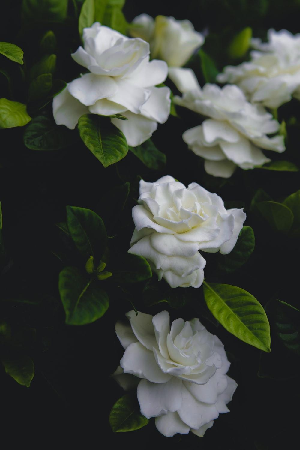 Gardenia Wallpapers Top Free Gardenia Backgrounds WallpaperAccess