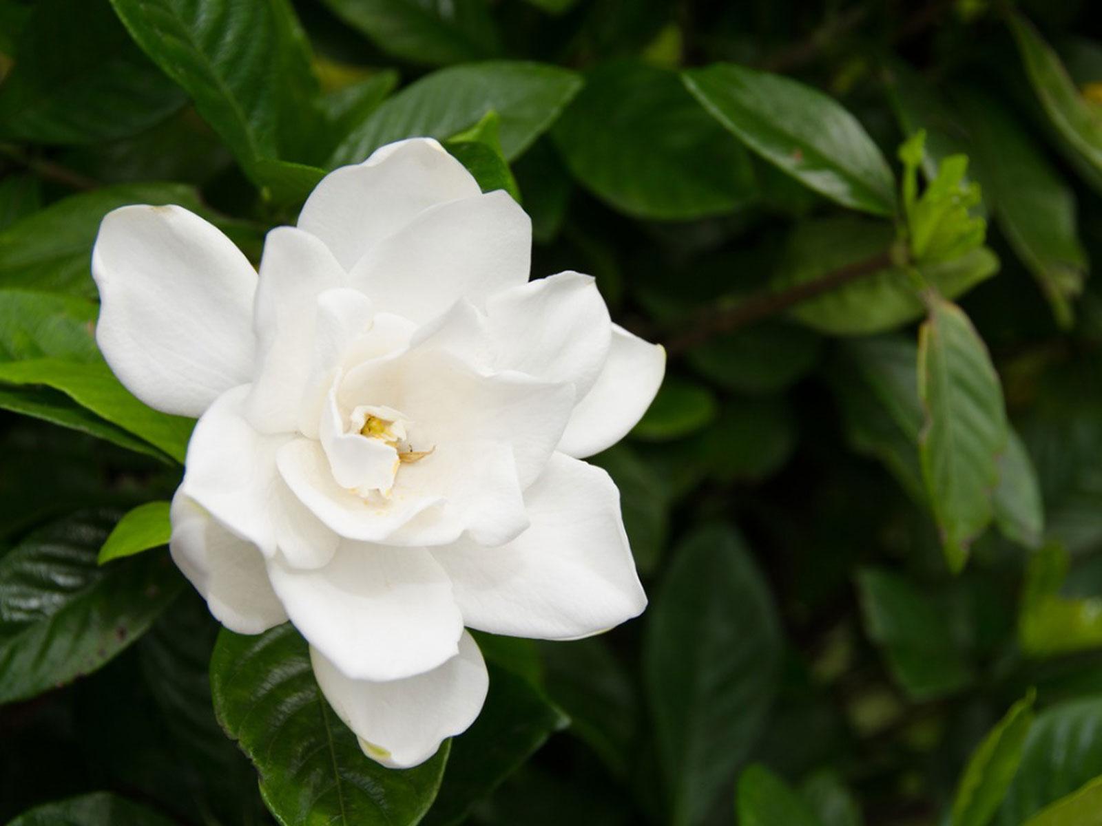 1600x1200 Pruning Gardenias For When And How To Prune A Gardenia