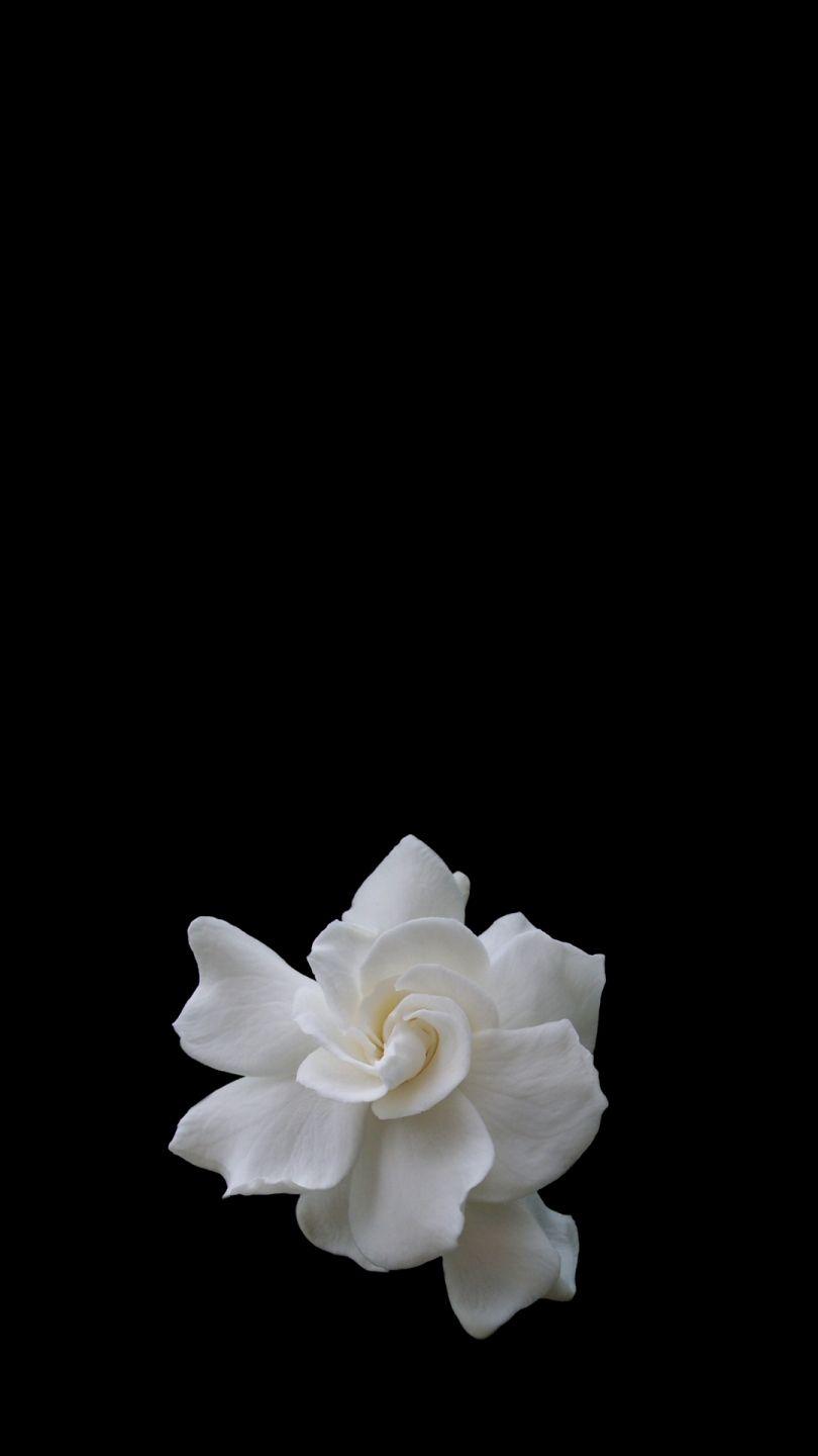 810x1440 Gardenia Wallpaper
