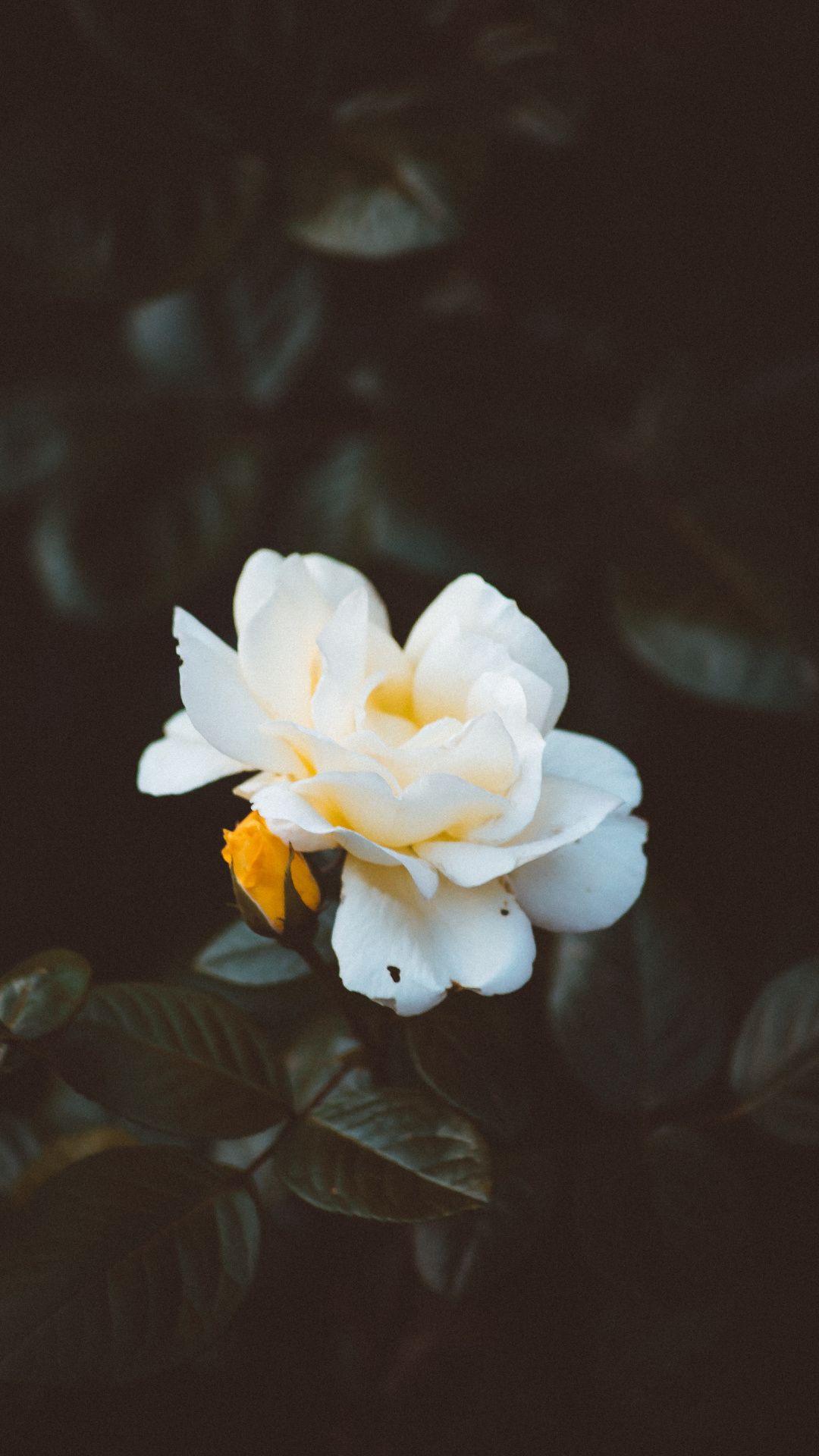 2763 Gardenia Flowers Stock Photos  Free  RoyaltyFree Stock Photos from  Dreamstime