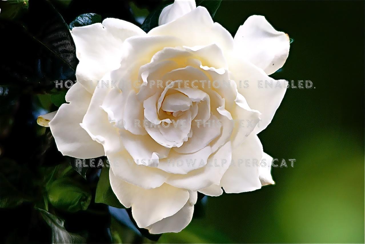 1278x856 white rose nature gardenia flowers single