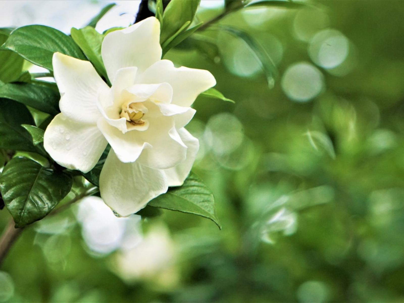 1600x1200 Gardenia Not Blooming: Getting A Garden To Bloom
