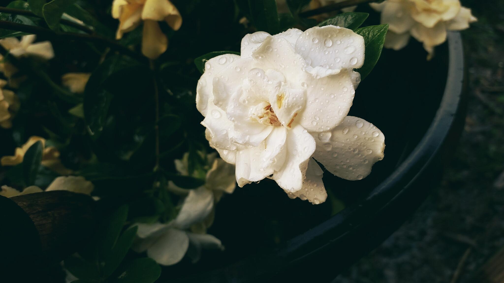 Gardenia Wallpapers - Top Free Gardenia Backgrounds - WallpaperAccess