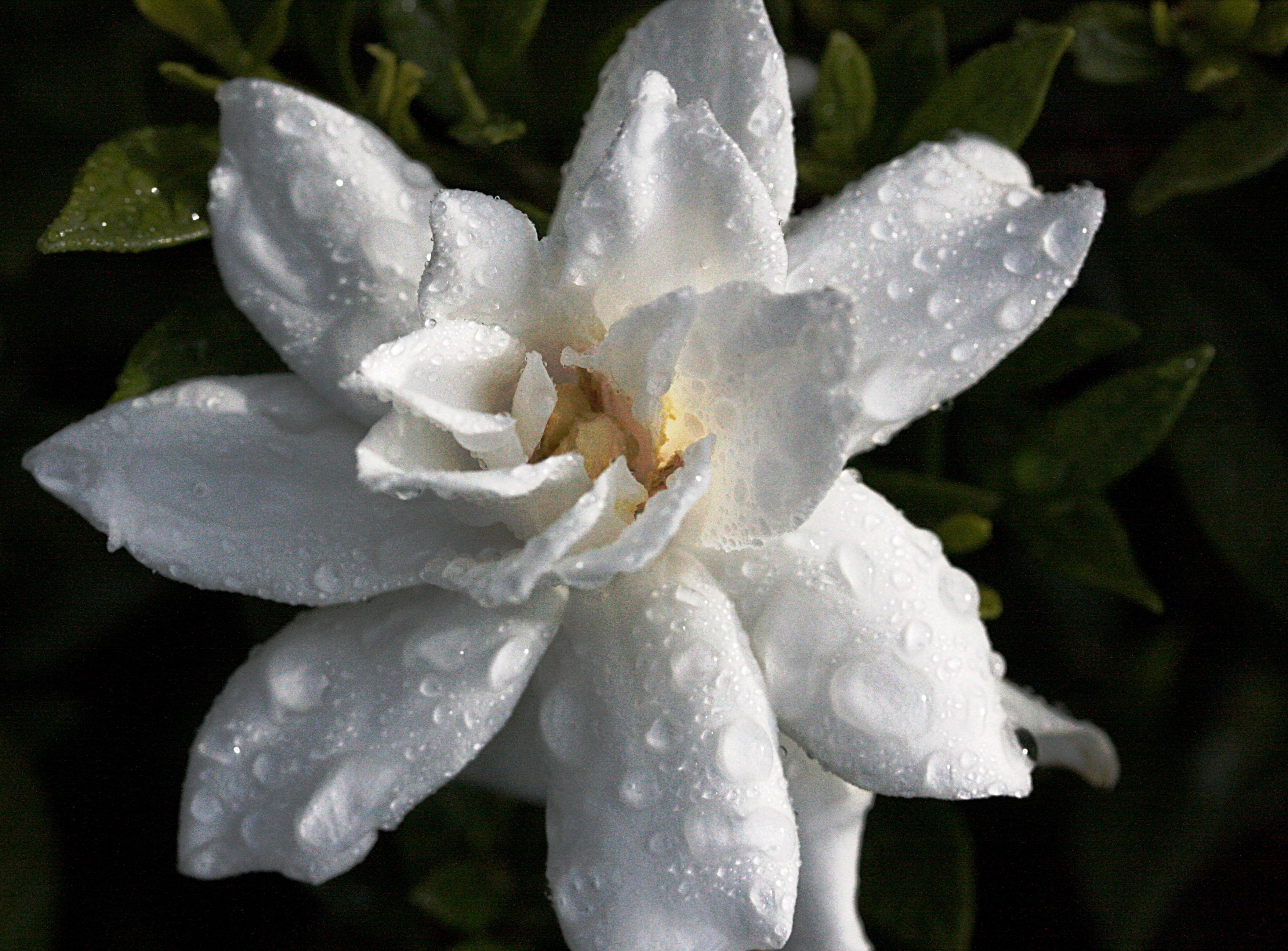 Gardenia Wallpapers - Top Free Gardenia Backgrounds - WallpaperAccess