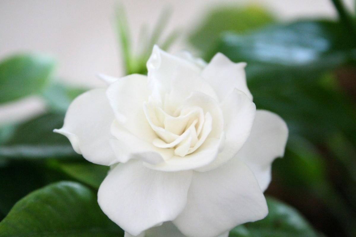 Gardenia Wallpapers - Top Free Gardenia Backgrounds - WallpaperAccess