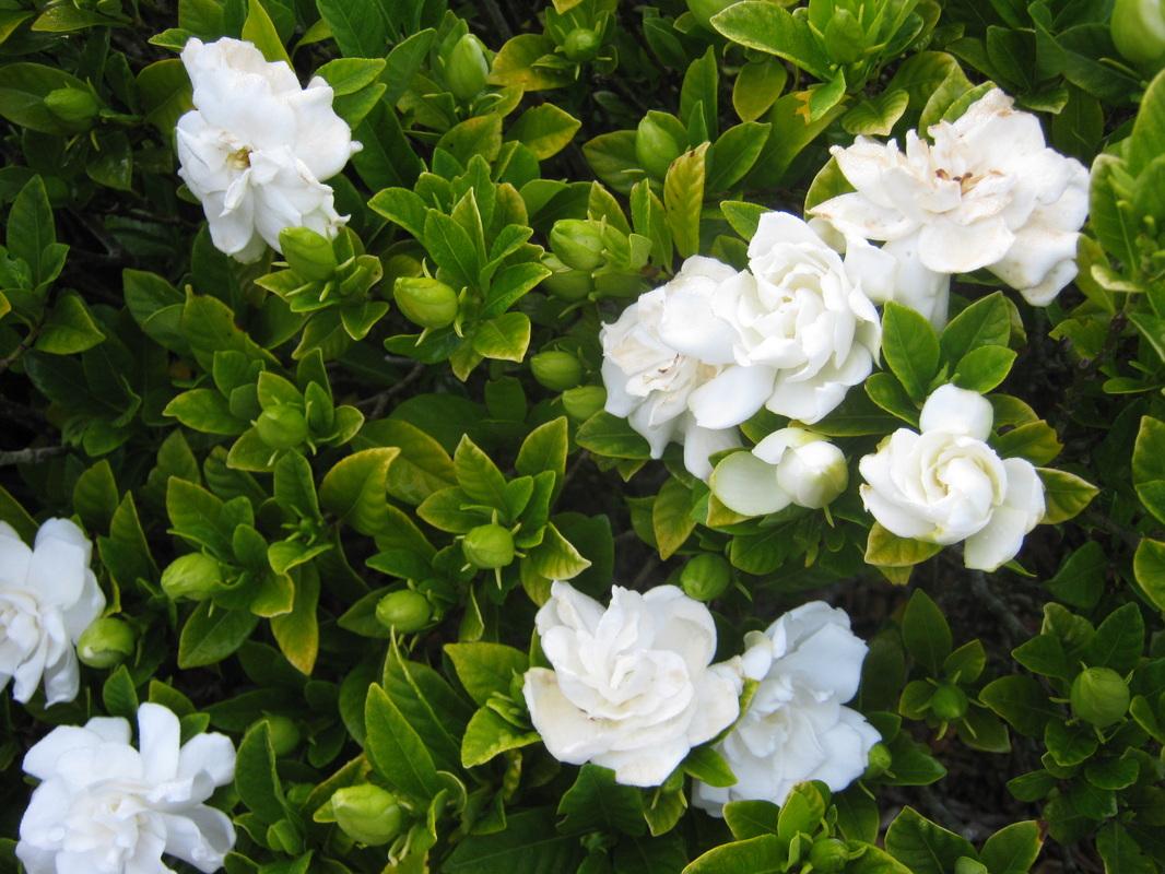 Gardenia Wallpapers - Top Free Gardenia Backgrounds - WallpaperAccess