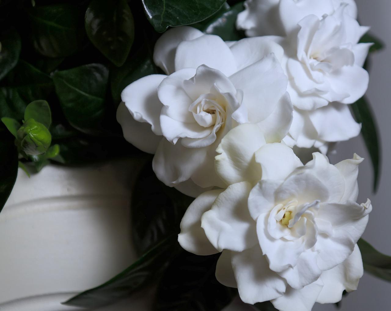Gorgeous Different Kinds Of Gardenia Plants Photo Nature Gorgeous Different Kinds Of Gardenia Plants Photo Nature