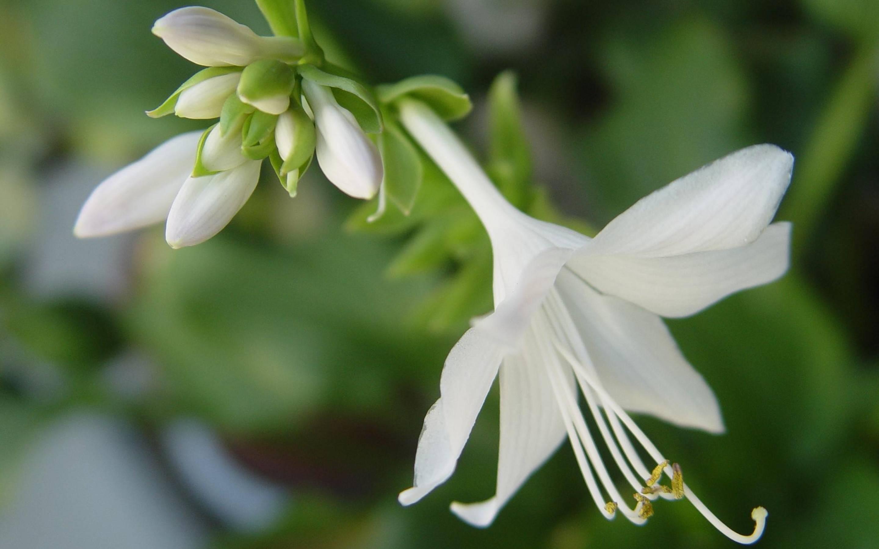2880x1800 Gardenia HD Wallpaper