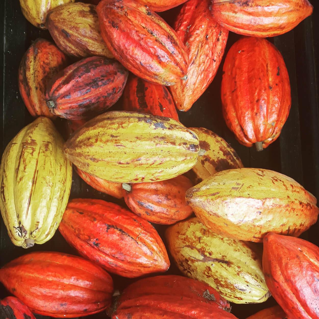 Cacao Wallpapers - Top Free Cacao Backgrounds - WallpaperAccess