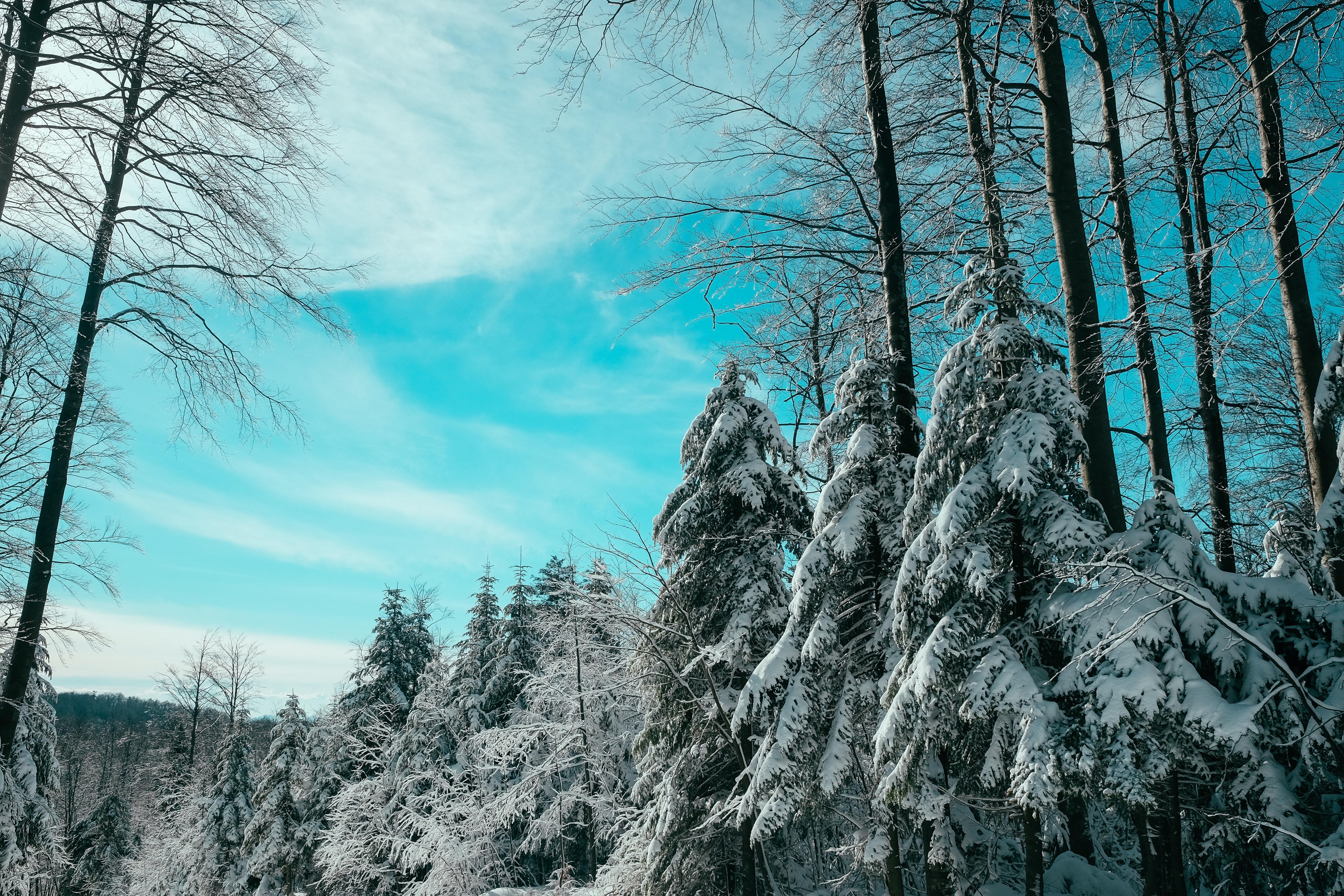 4896x3264 Download Winter wallpaper for mobile phone, free Winter HD picture