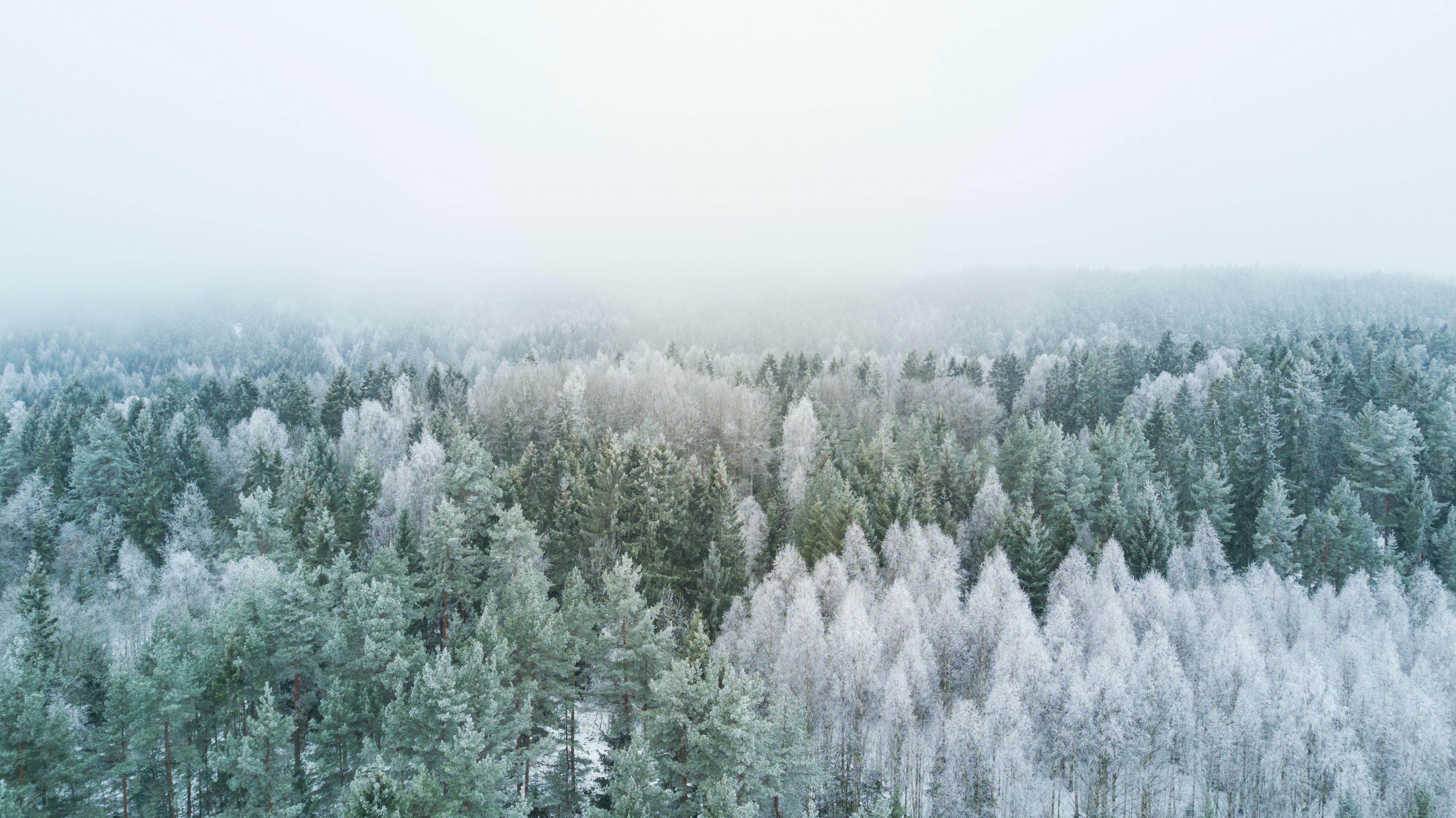3992x2242 Winter Wallpaper: Free HD Download [HQ]