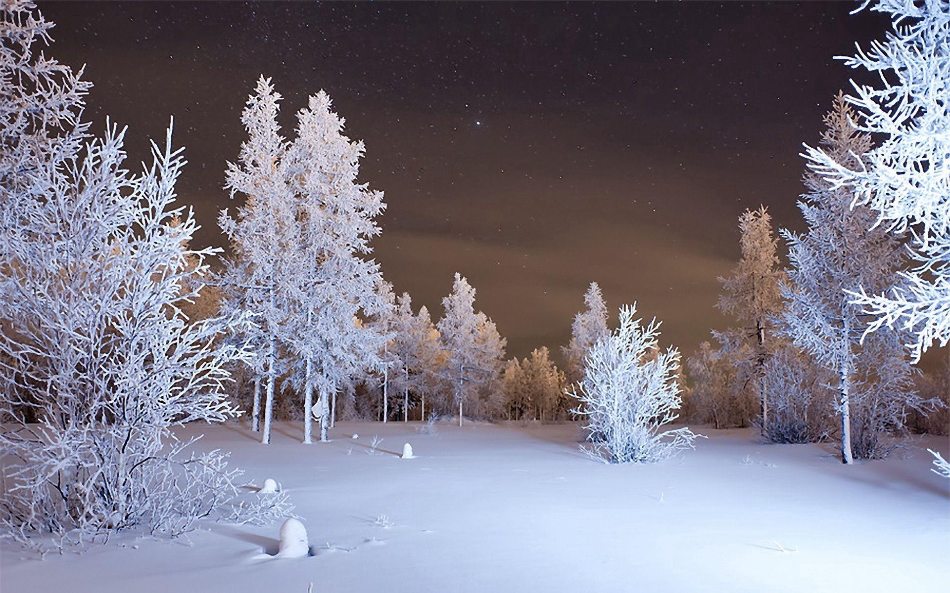 1920x1200 Download Winter wallpaper for mobile phone, free Winter HD picture