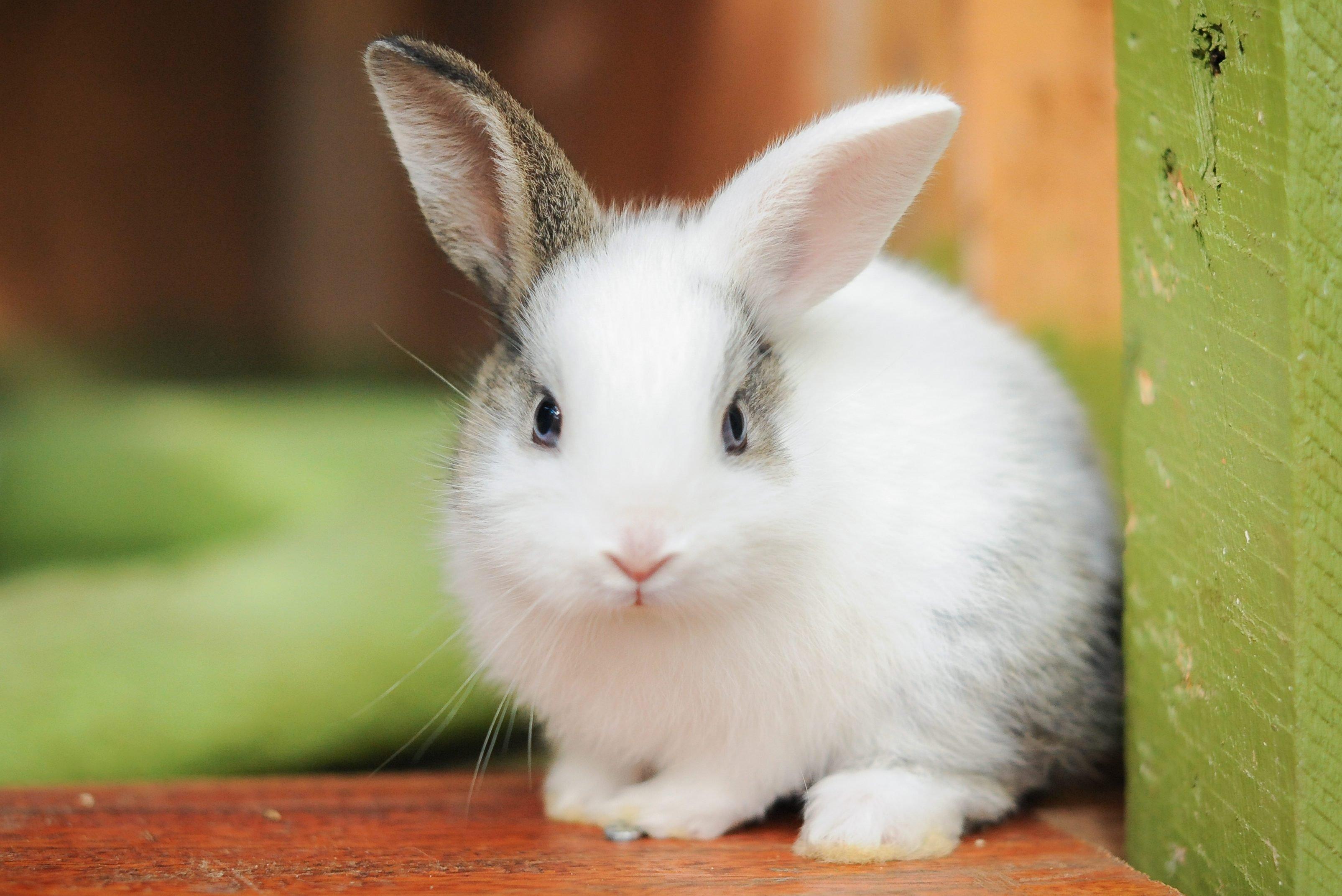 3210x2143 Cute Bunny Picture to Make You Smile