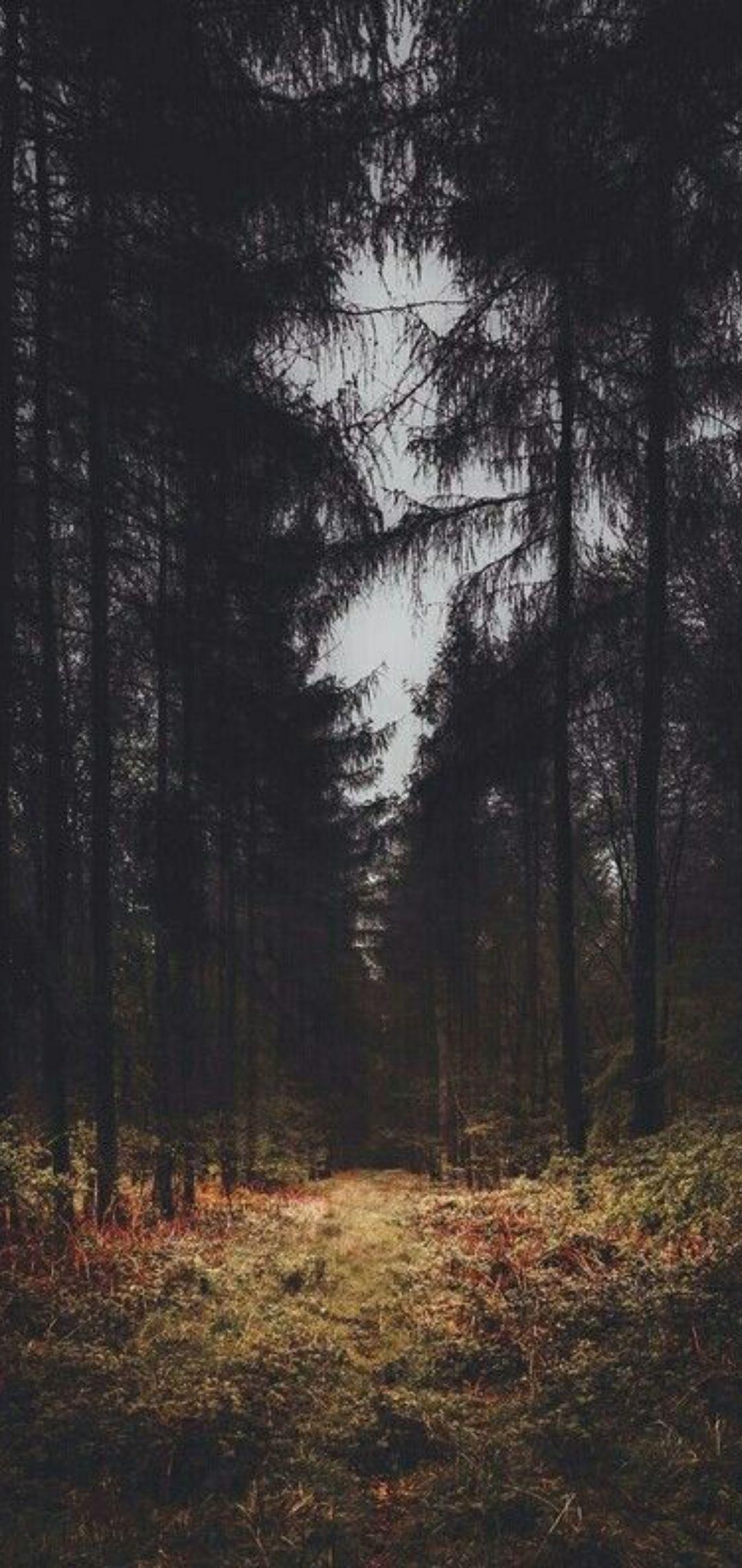 Cool Dark Forest Wallpapers Top Free Cool Dark Forest Backgrounds WallpaperAccess