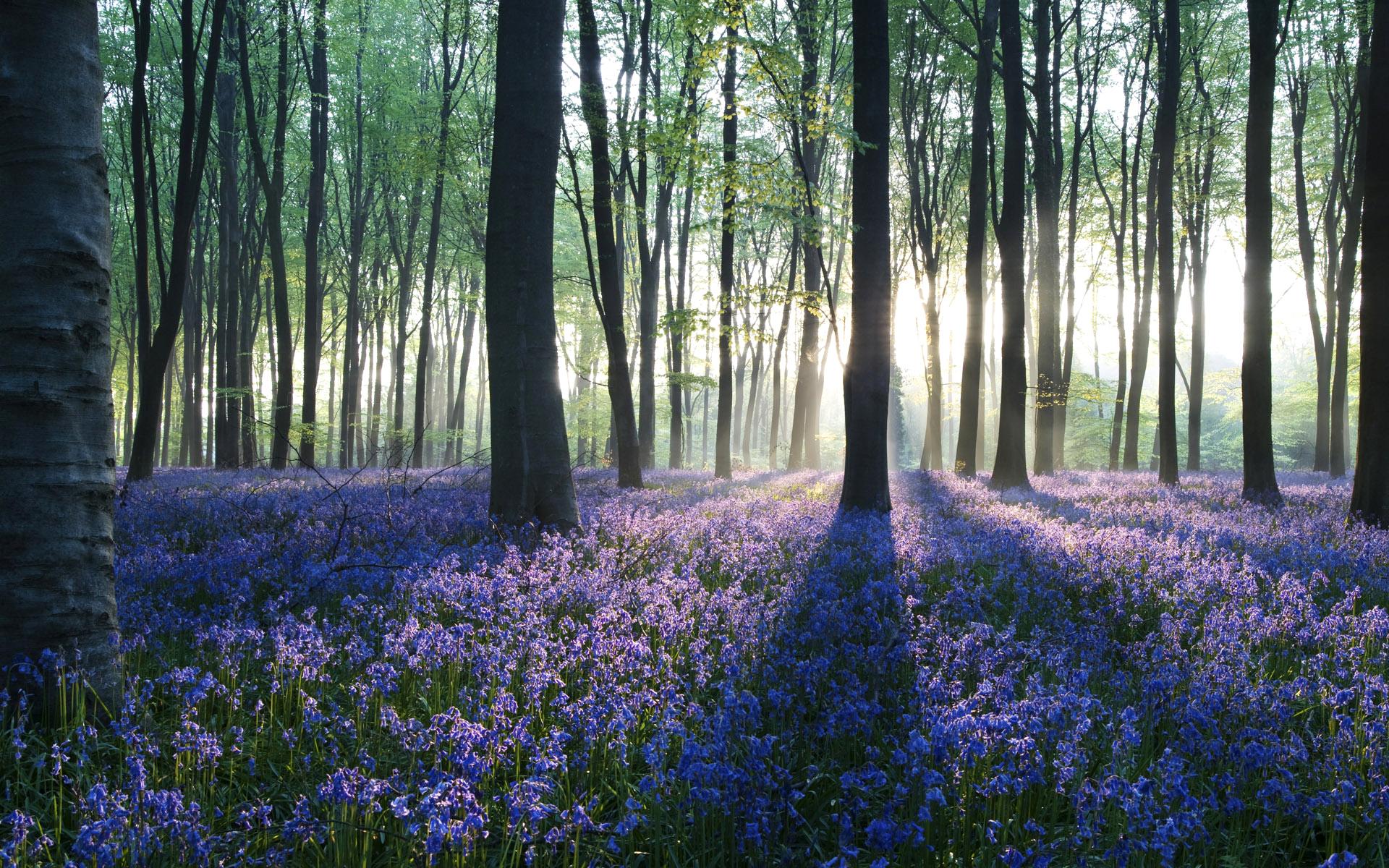 1920x1200 Free download Dawn in Forest Wallpaper HD Wallpaper [1920x1200] for your Desktop, Mobile & Tablet. Explore Wallpaper with K. Racing Desktop Wallpaper, Free Race Car Wallpaper, Letter K Wallpaper