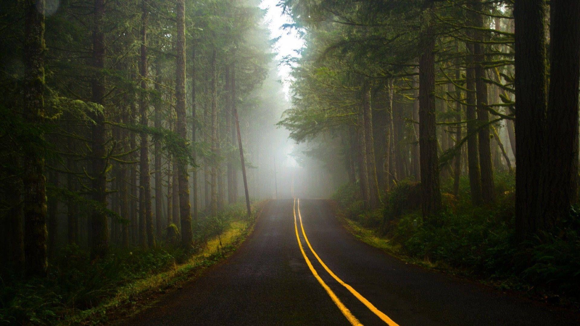 1920x1080 Best Dark Forest Wallpaper Download [ 4k + HD ]