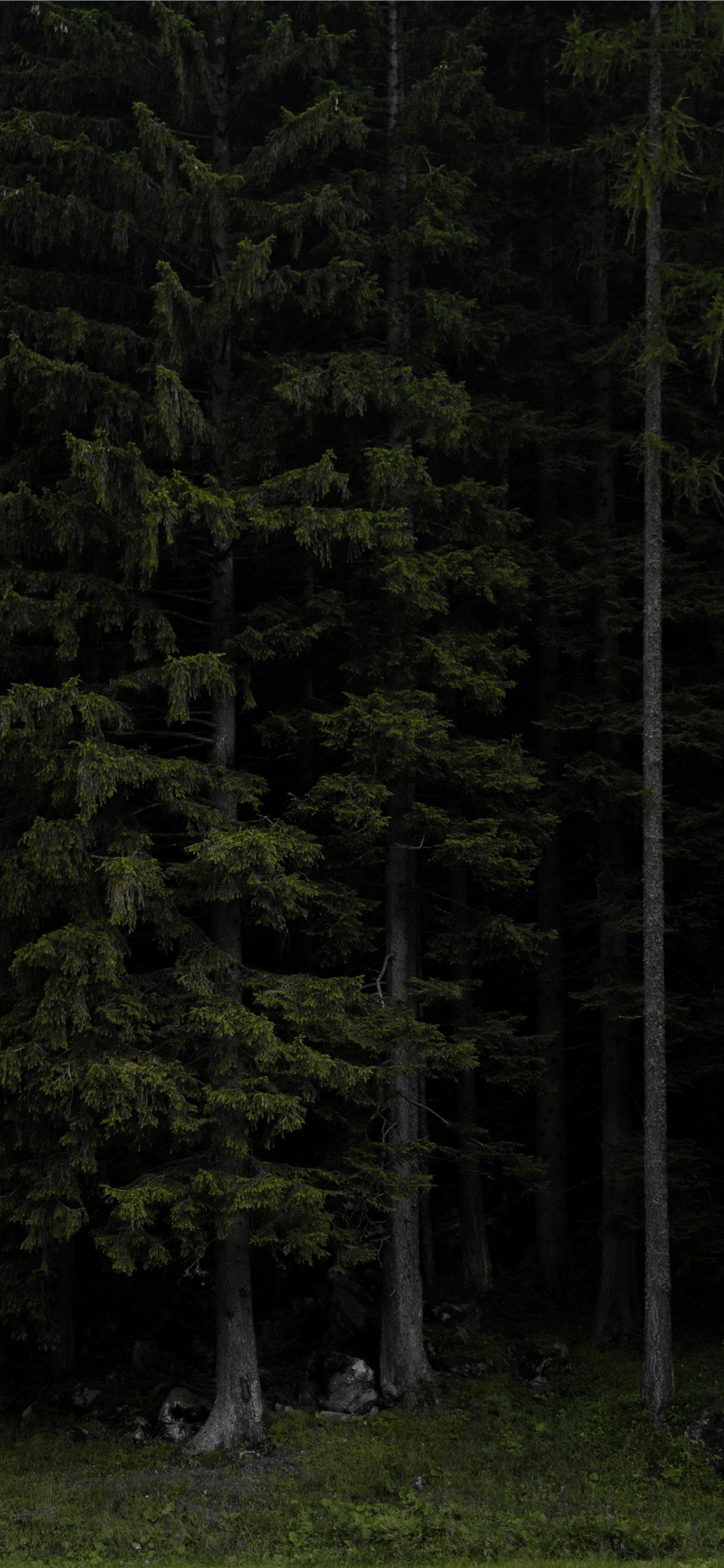 1125x2436 Best Dark forest iPhone X HD Wallpaper