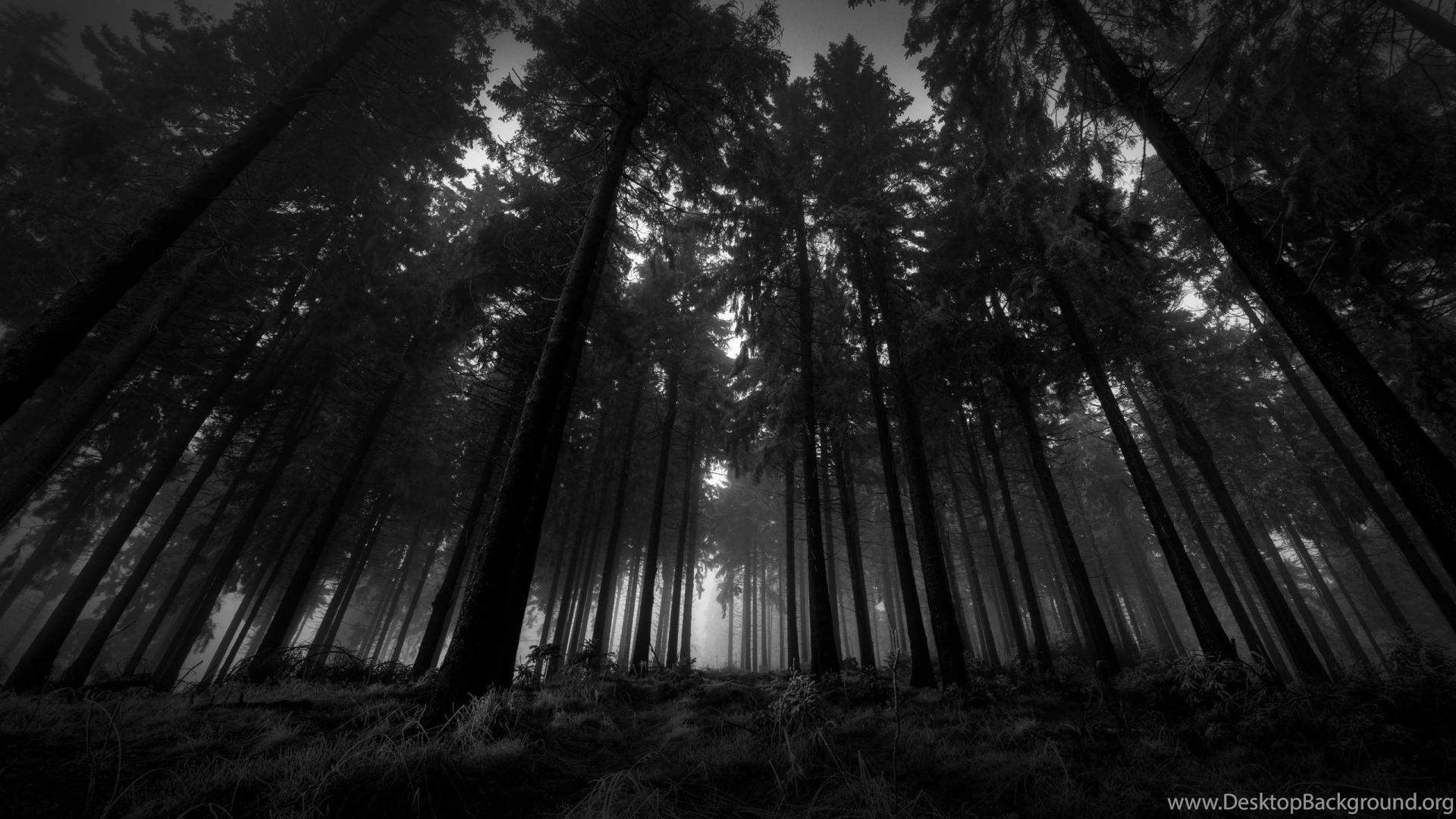 1920x1080 dark forest wallpaper 64