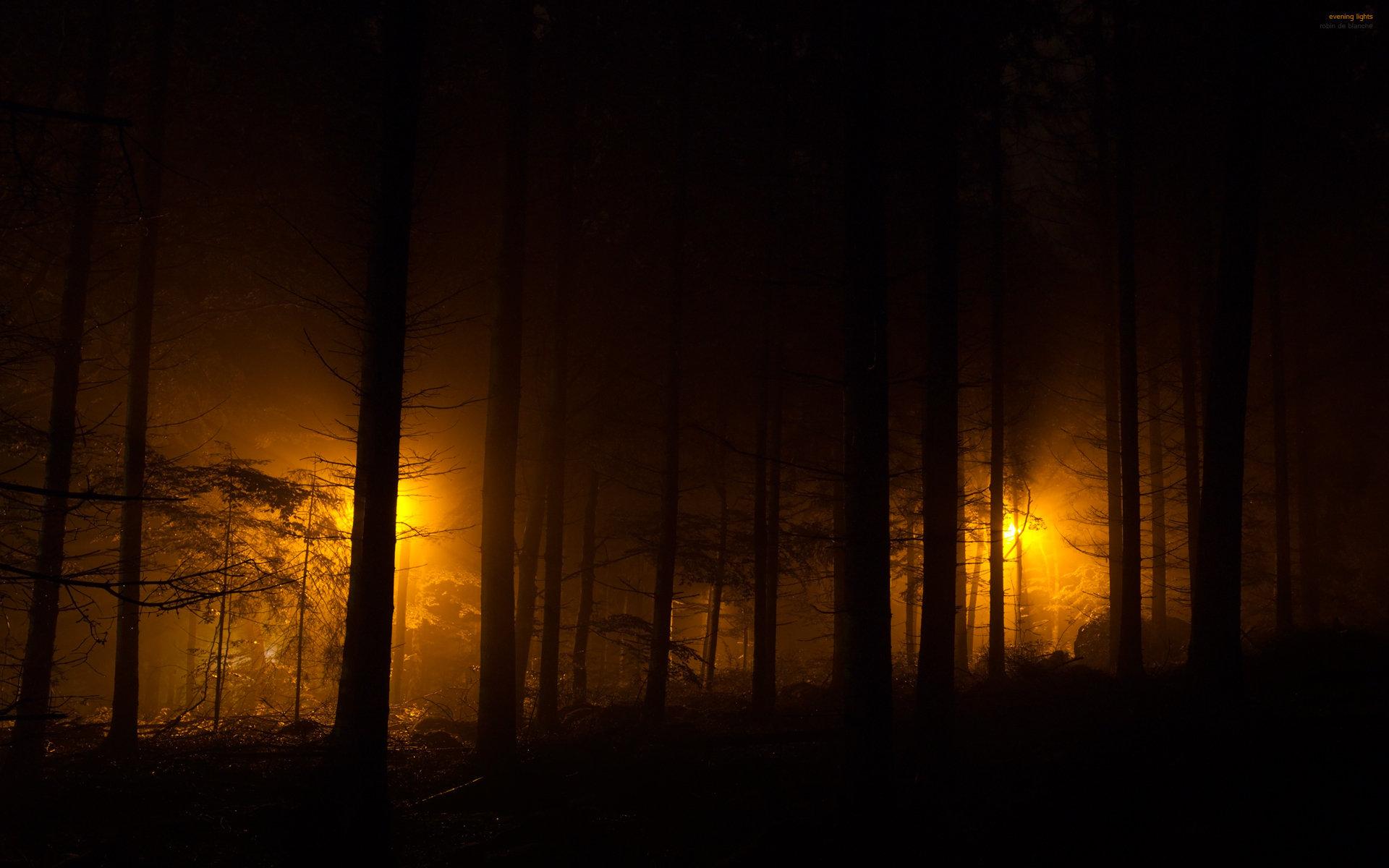 1920x1200 Dark forest wallpaper HD for desktop background