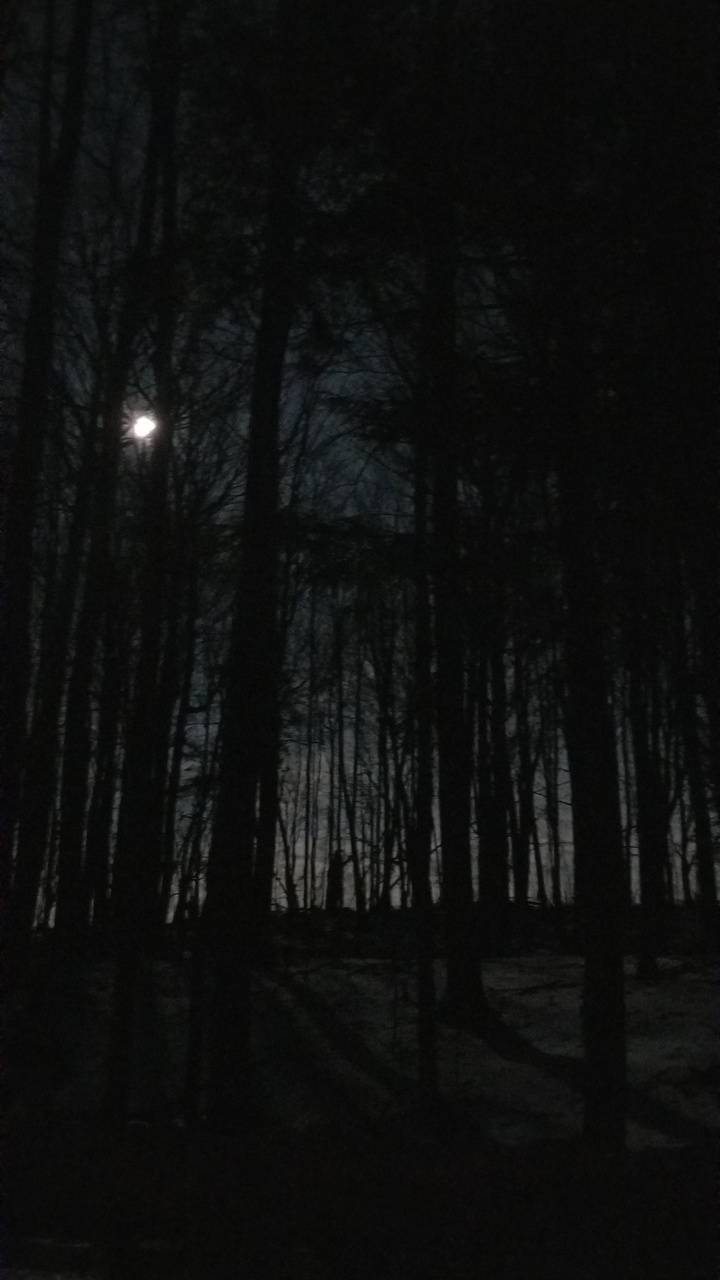 720x1280 Night Forest Wallpaper